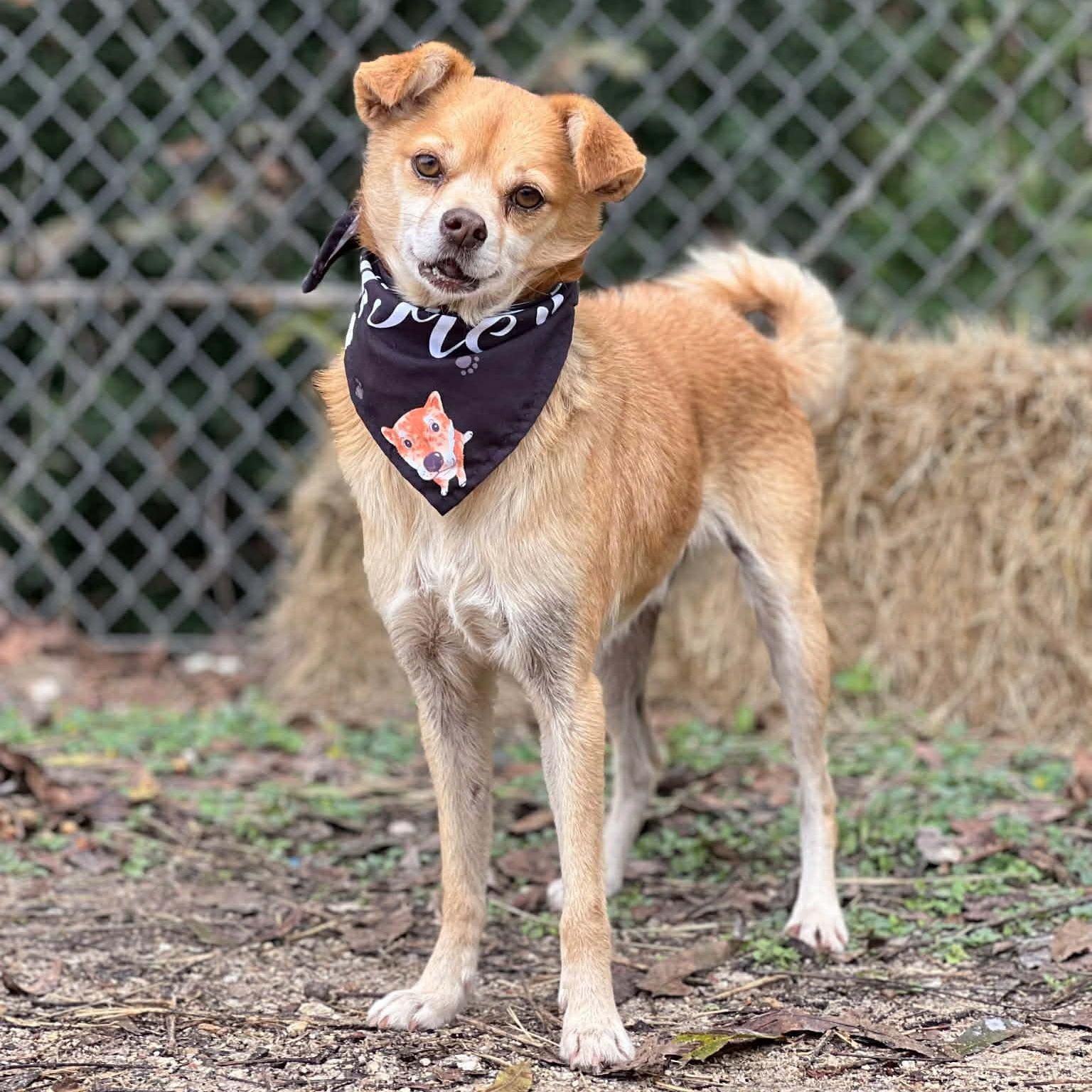 Frito, a ADOPTABLE mixed breed in Madisonville, TX image 5/6