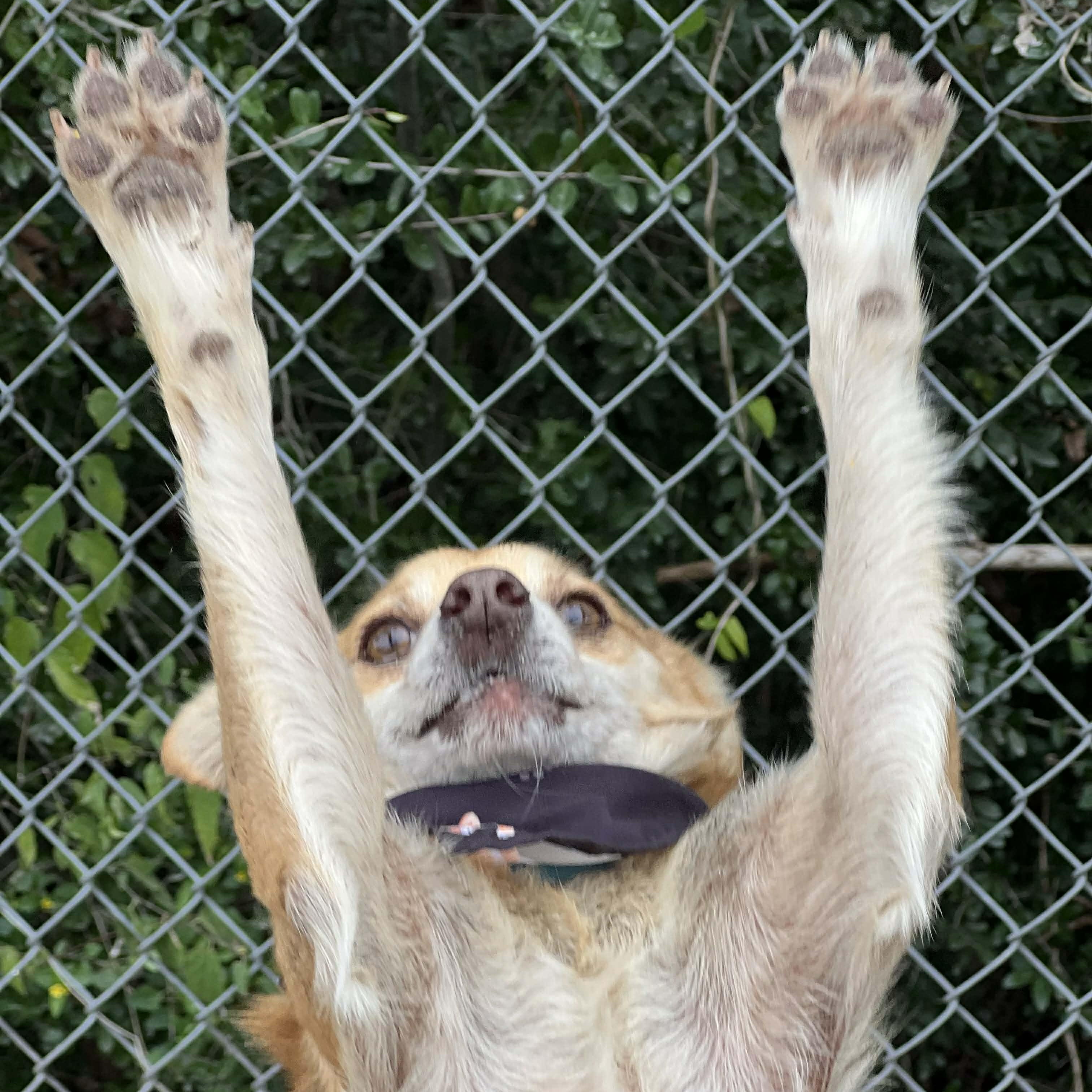 Frito, a ADOPTABLE mixed breed in Madisonville, TX image 6/6