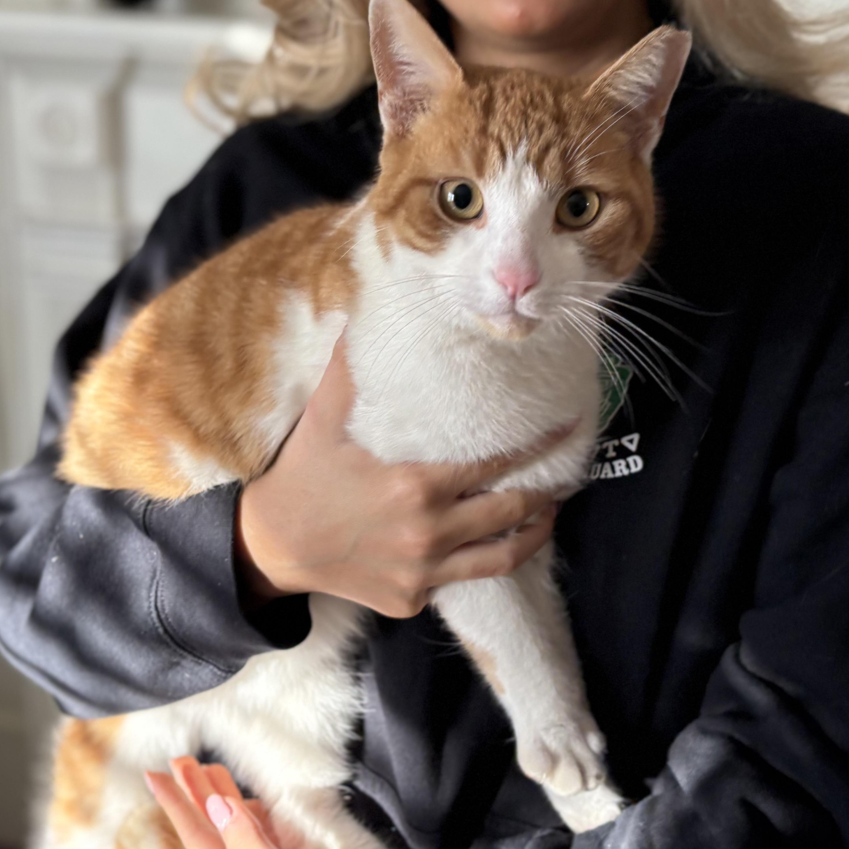 LINUS, adopted, Adult Male American Shorthair & Turkish Van.