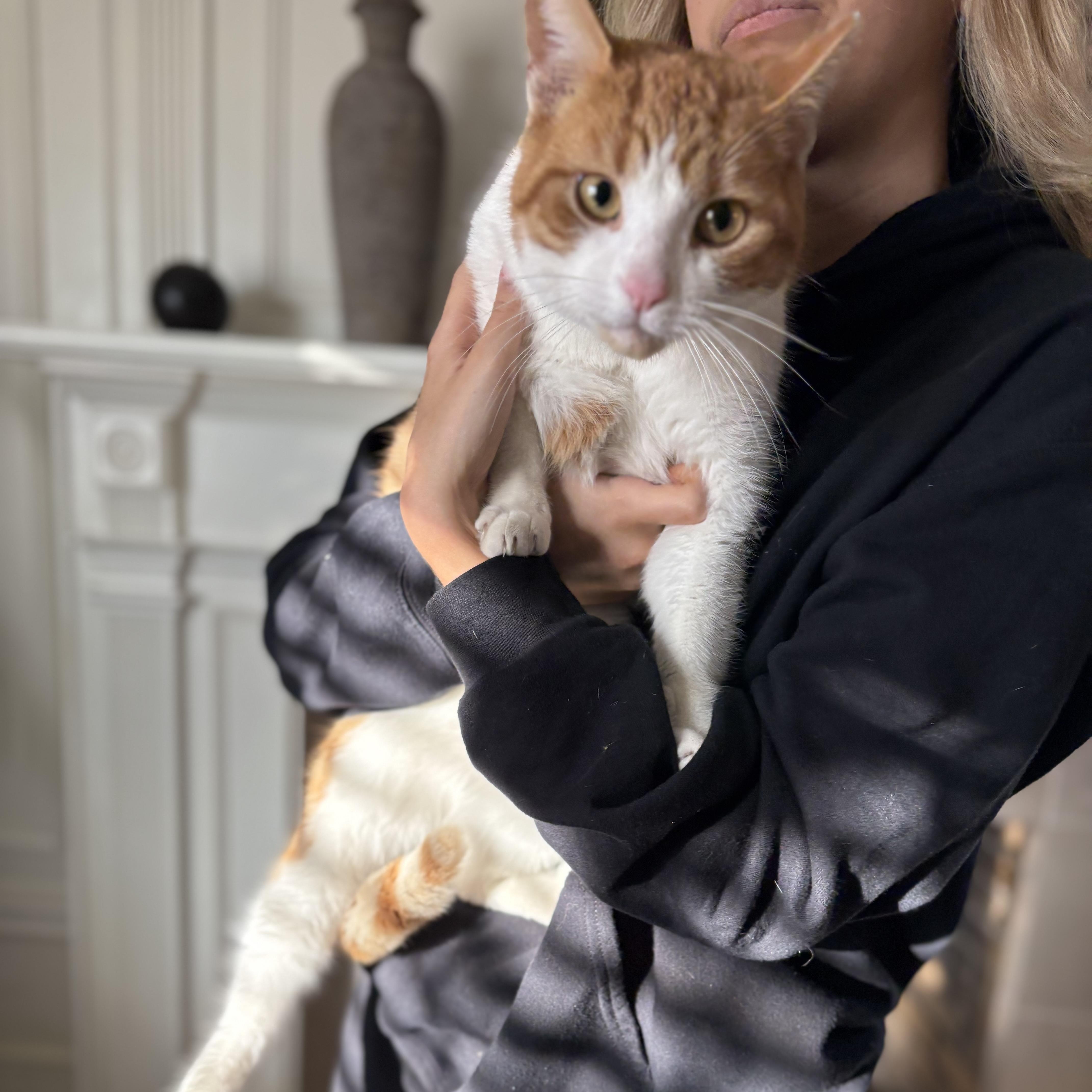 Enlarge LINUS, an adopted mixed breed in Columbus, OH image 2/6