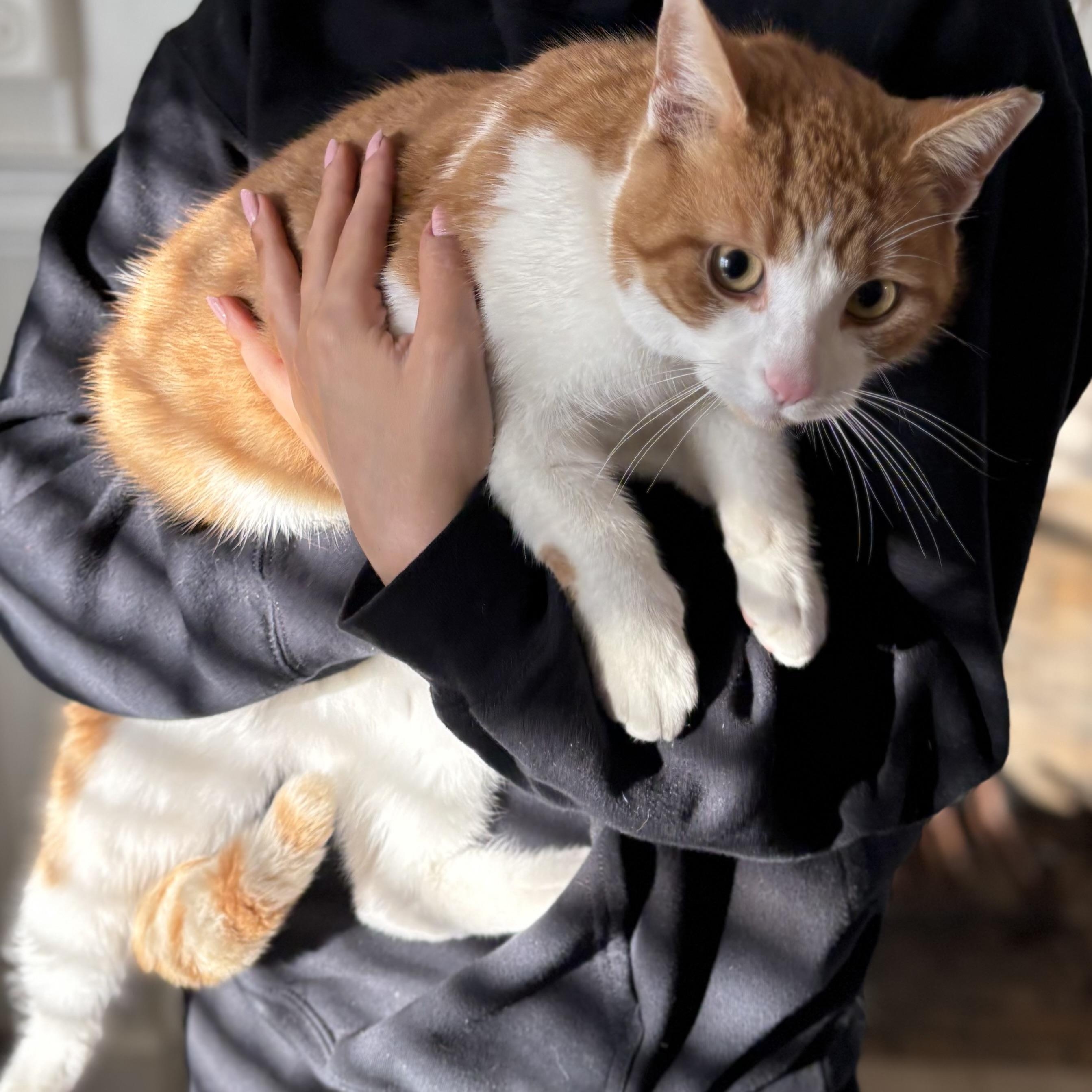 Enlarge LINUS, an adopted mixed breed in Columbus, OH image 3/6