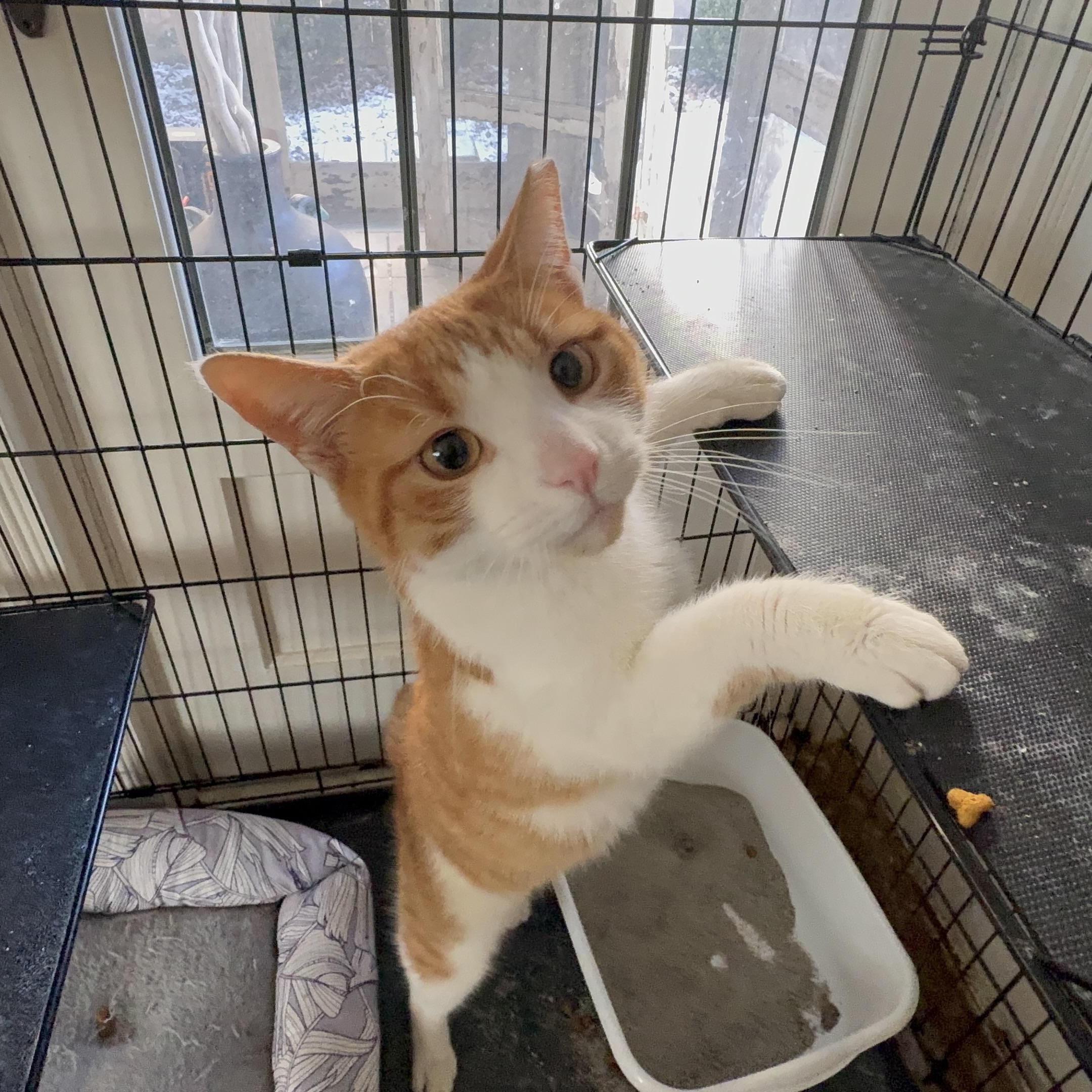 Enlarge LINUS, an adopted mixed breed in Columbus, OH image 4/6