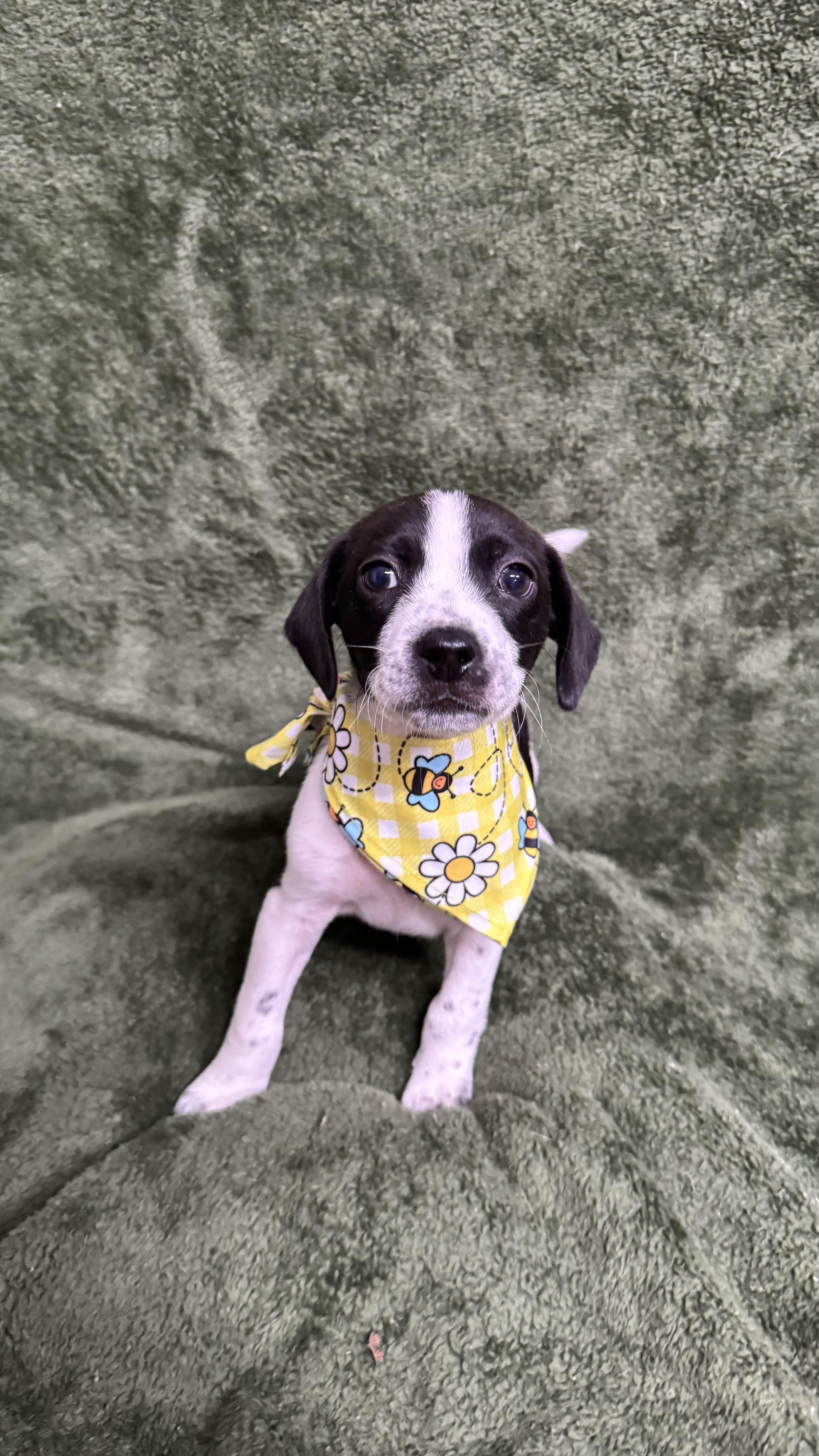 Beanie, a ADOPTABLE mixed breed in Knoxville, TN image 3/3