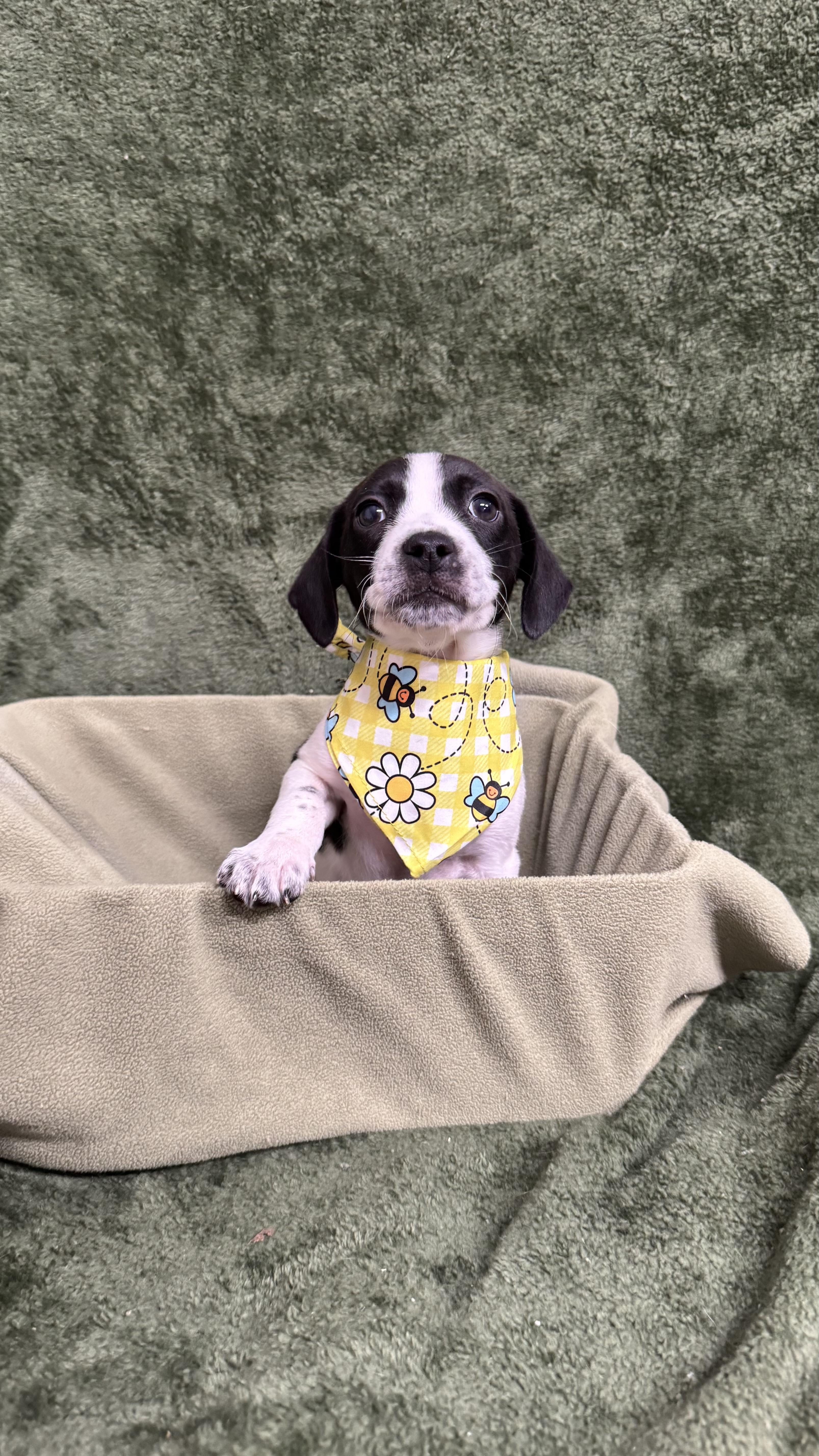 Beanie, a ADOPTABLE mixed breed in Knoxville, TN image 1/3