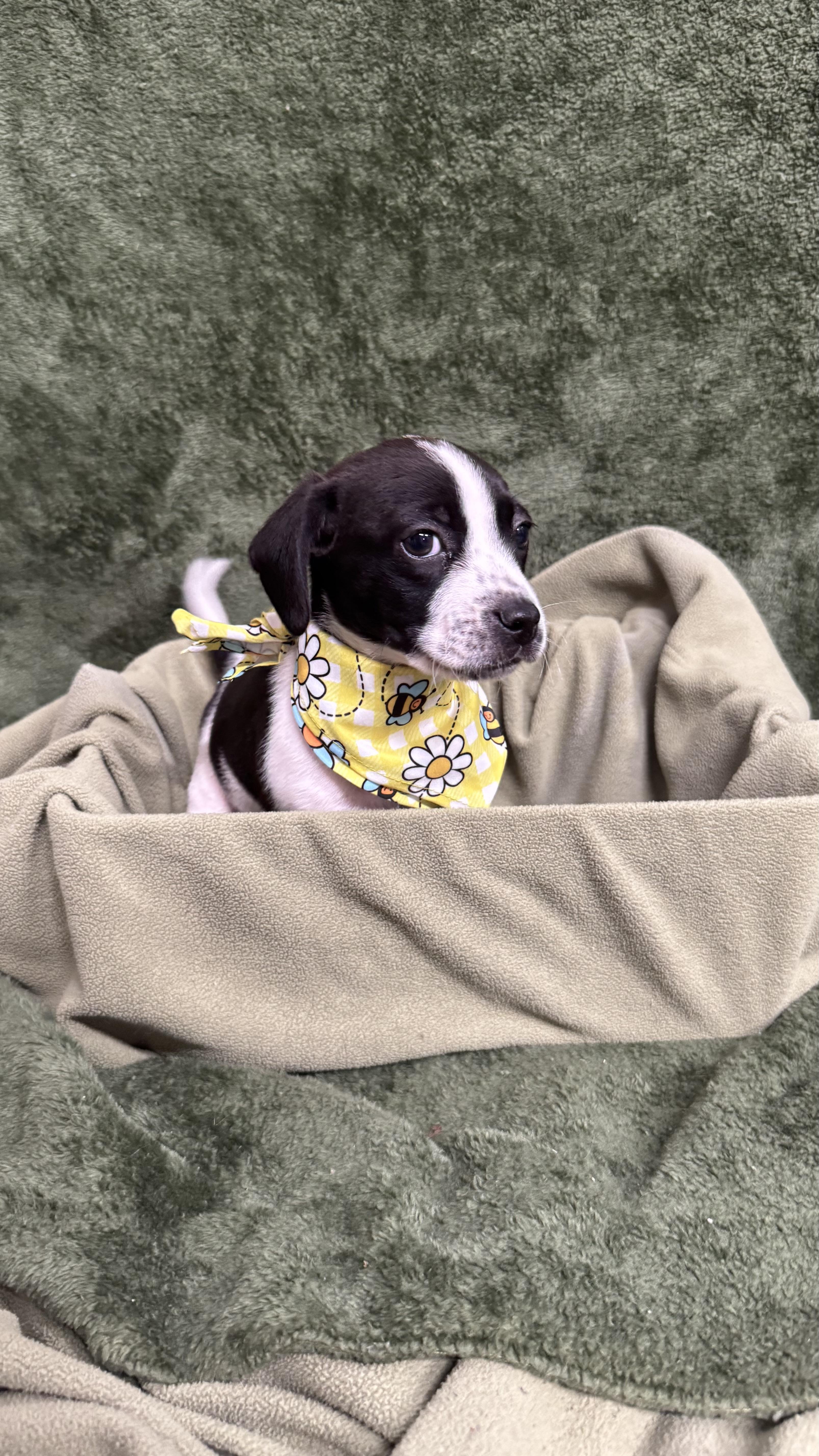 Beanie, a ADOPTABLE mixed breed in Knoxville, TN image 2/3