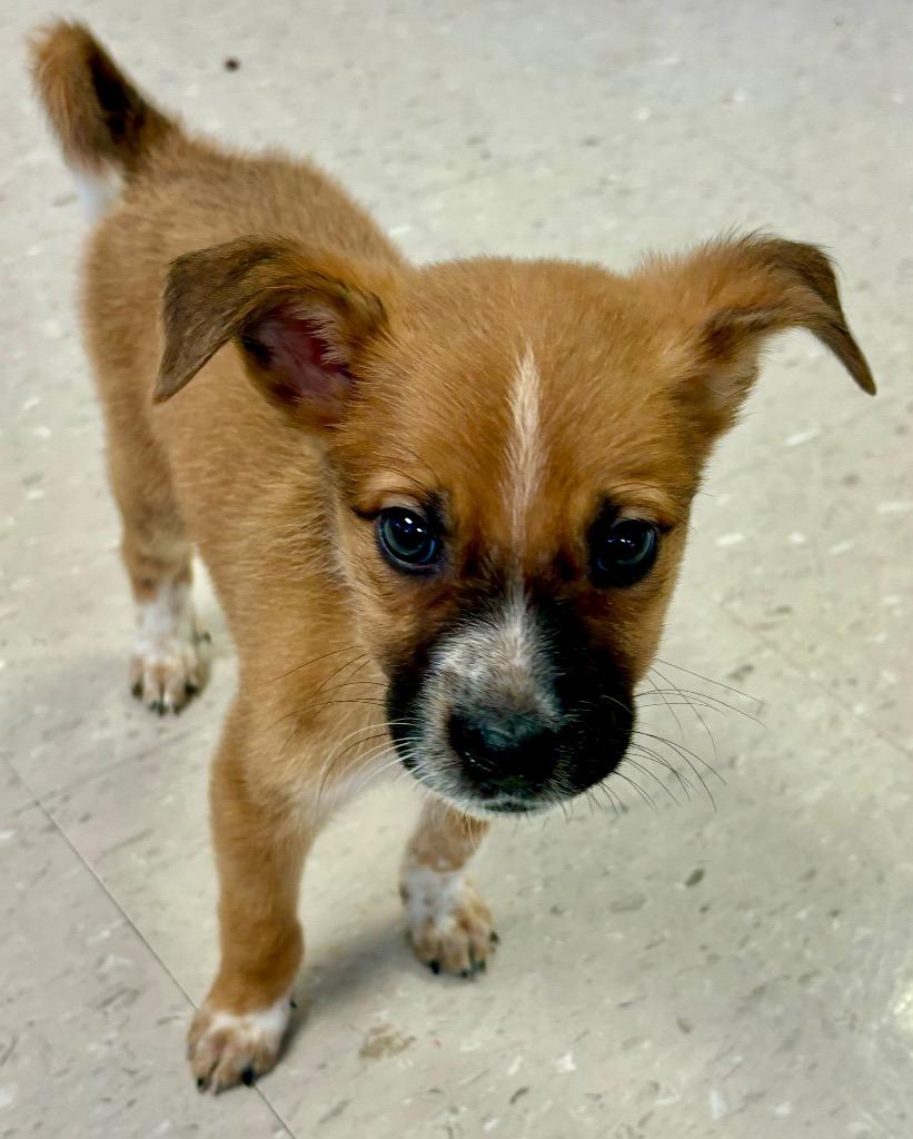 John B, Adopted, Young Male Labrador Retriever & Australian Cattle Dog / Blue Heeler.
