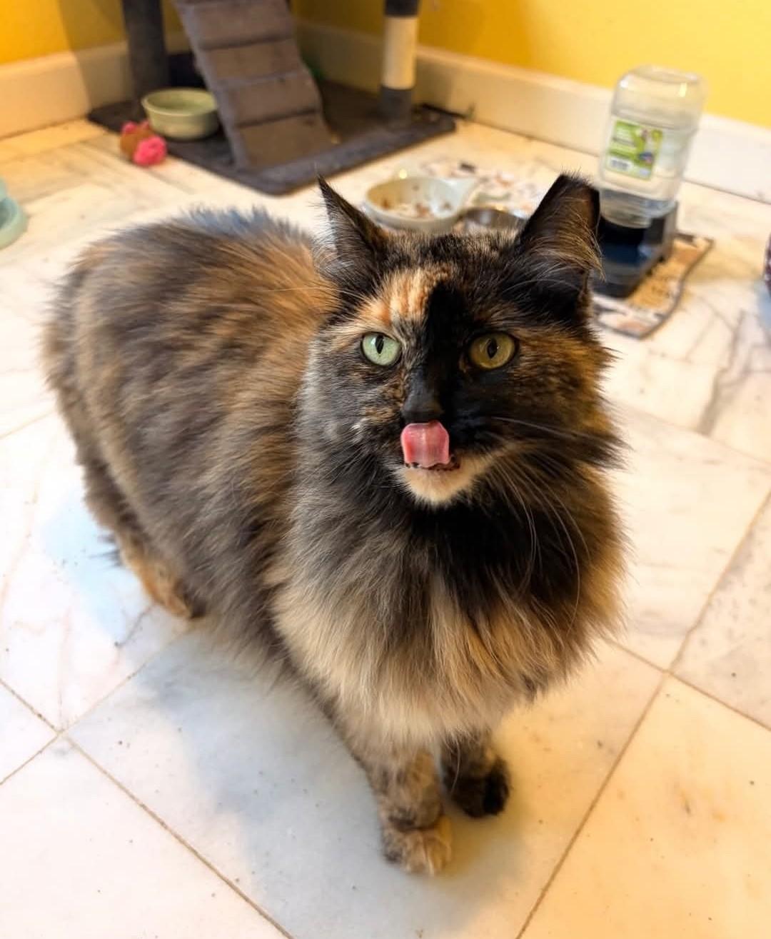 Moira, ADOPTABLE, Adult Female Domestic Long Hair.