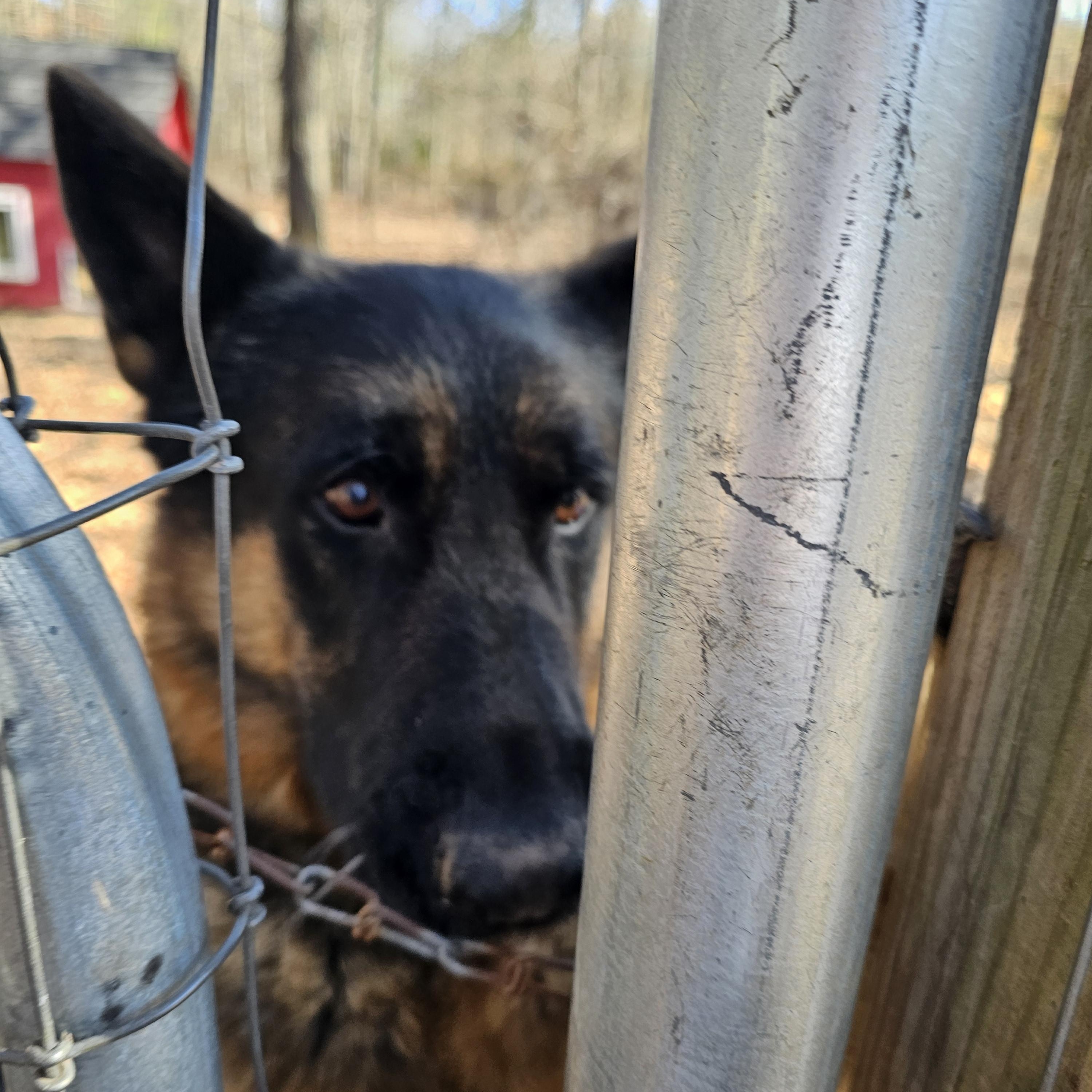 Enlarge Hachi, a ADOPTABLE German Shepherd Dog in Orangeburg, SC image 2/6