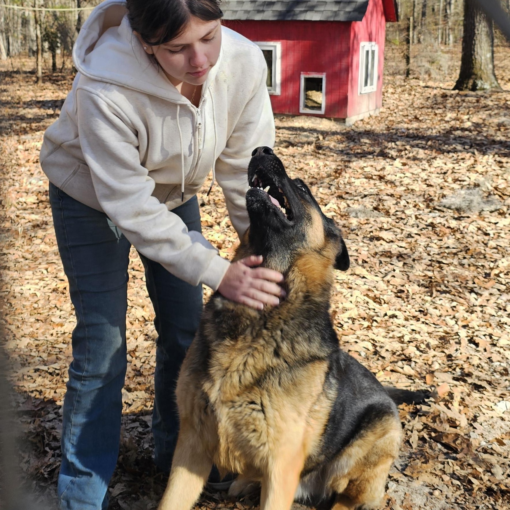 Enlarge Hachi, a ADOPTABLE German Shepherd Dog in Orangeburg, SC image 1/6