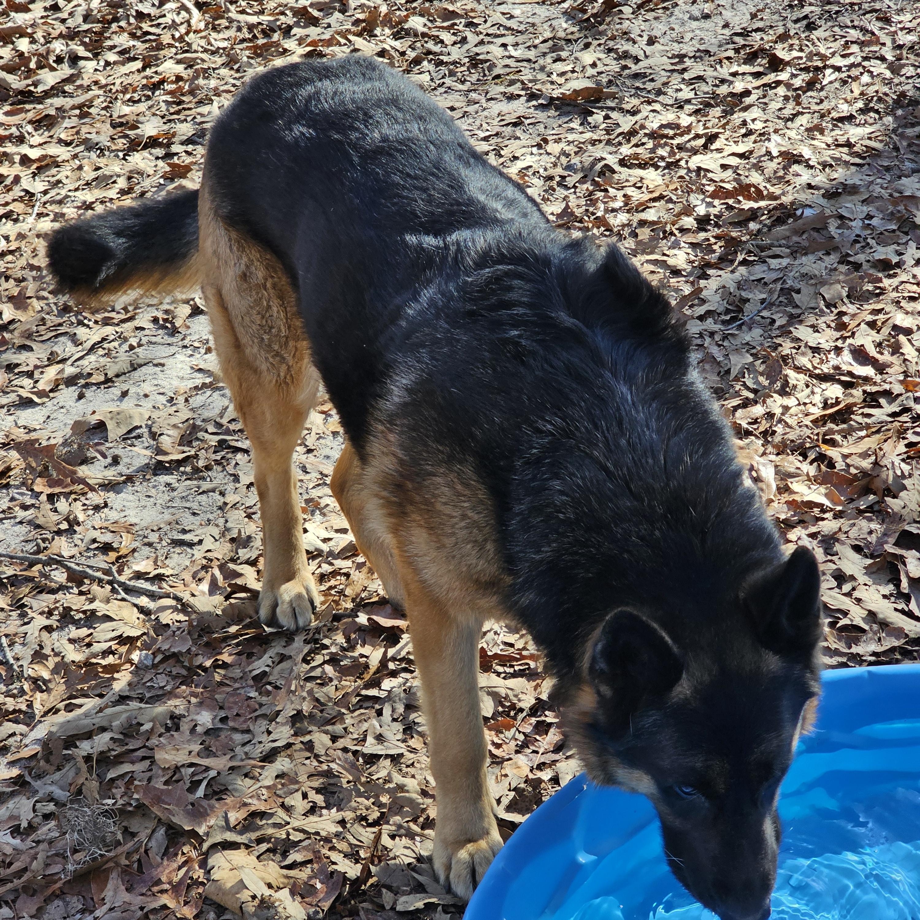 Enlarge Hachi, a ADOPTABLE German Shepherd Dog in Orangeburg, SC image 3/6