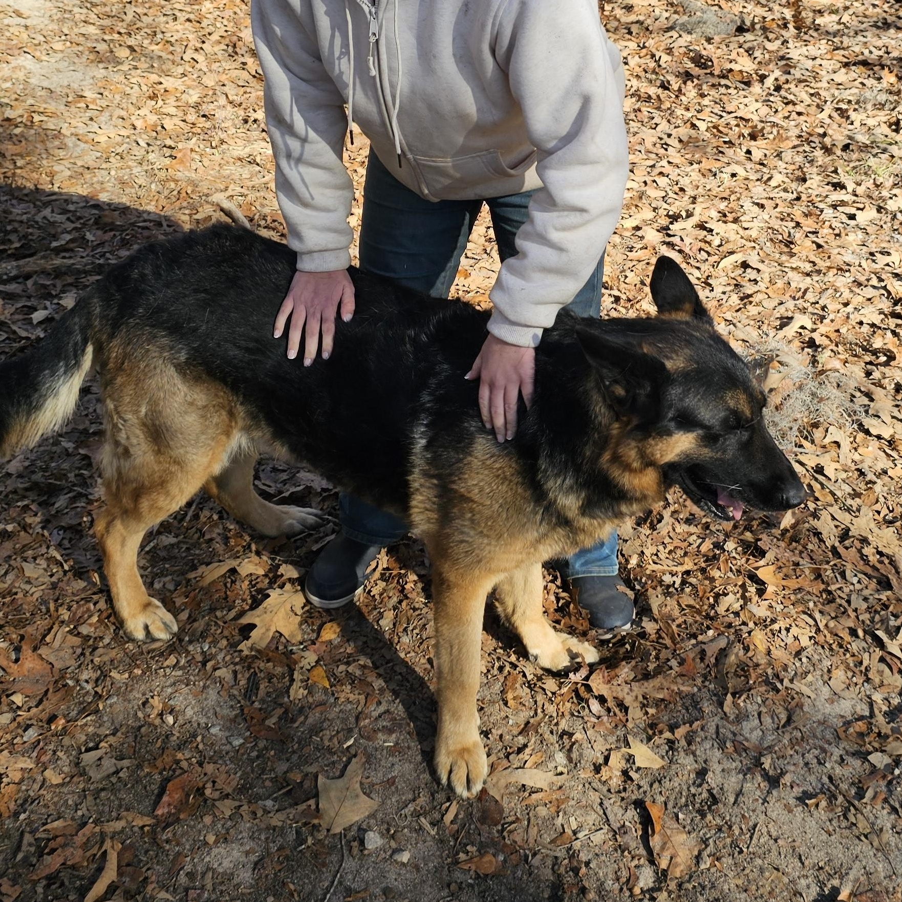 Enlarge Hachi, a ADOPTABLE German Shepherd Dog in Orangeburg, SC image 5/6