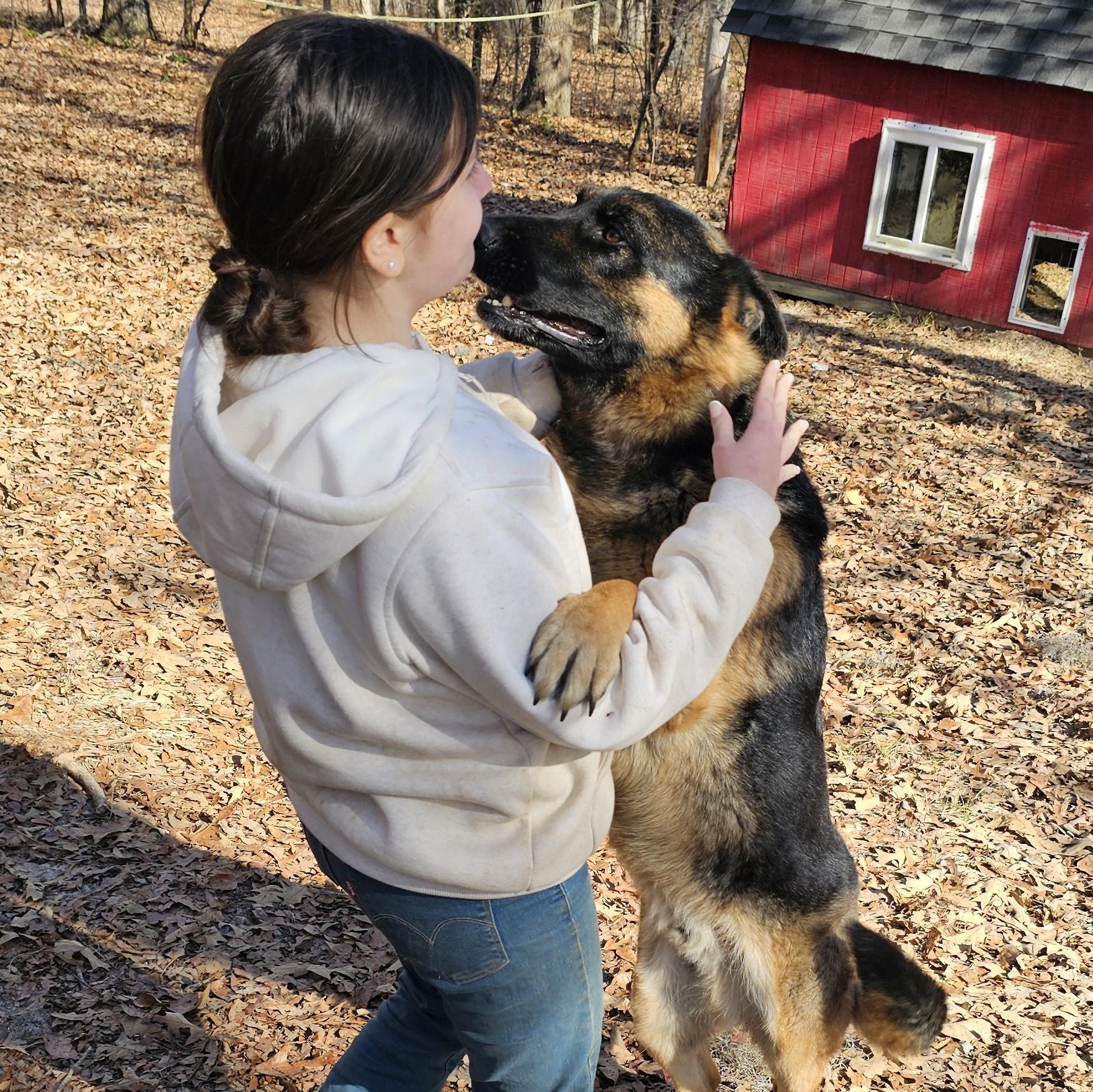 Enlarge Hachi, a ADOPTABLE German Shepherd Dog in Orangeburg, SC image 4/6