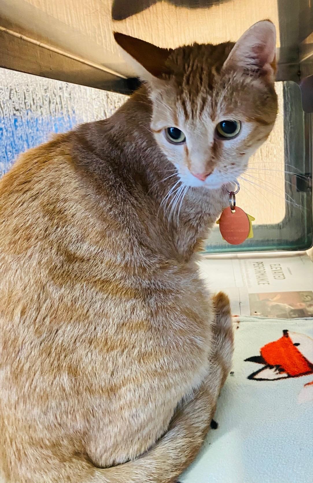 Enlarge Dolly A214889, an adopted Domestic Short Hair in Plano, TX image 2/2