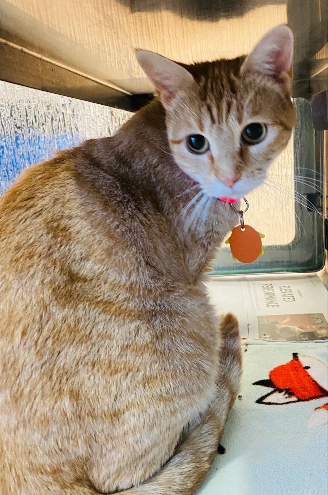 Enlarge Dolly A214889, an adopted Domestic Short Hair in Plano, TX image 1/2