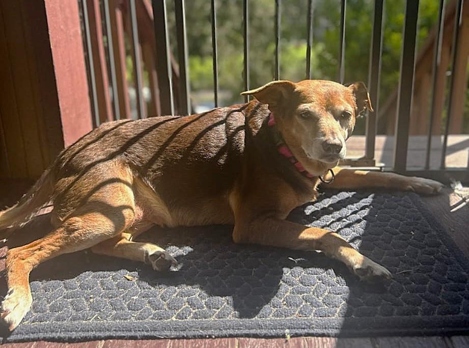 Gladys (40 lbs), a ADOPTABLE mixed breed in Mississauga, ON image 6/6