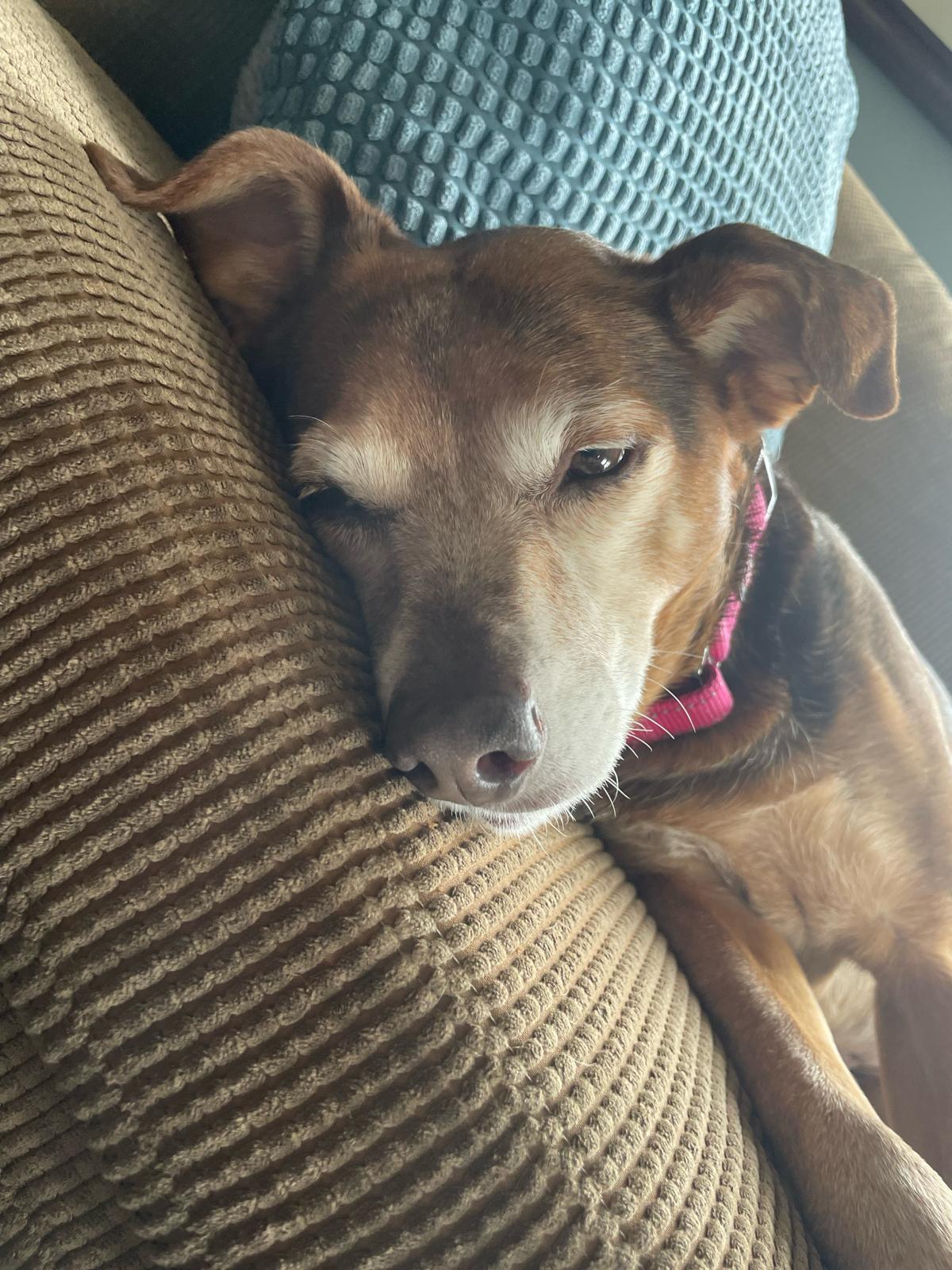 Gladys (40 lbs), a ADOPTABLE mixed breed in Mississauga, ON image 3/6