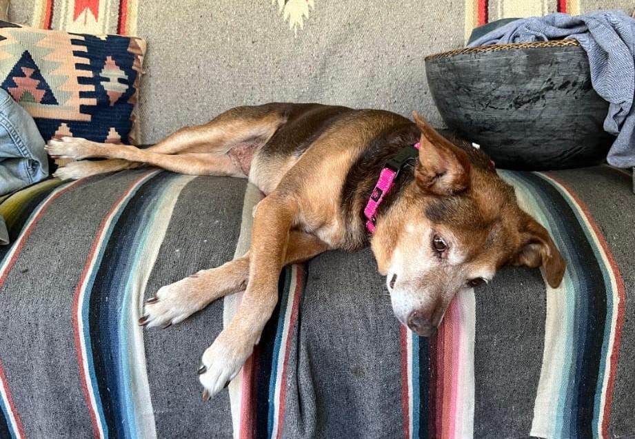 Gladys (40 lbs), a ADOPTABLE mixed breed in Mississauga, ON image 4/6