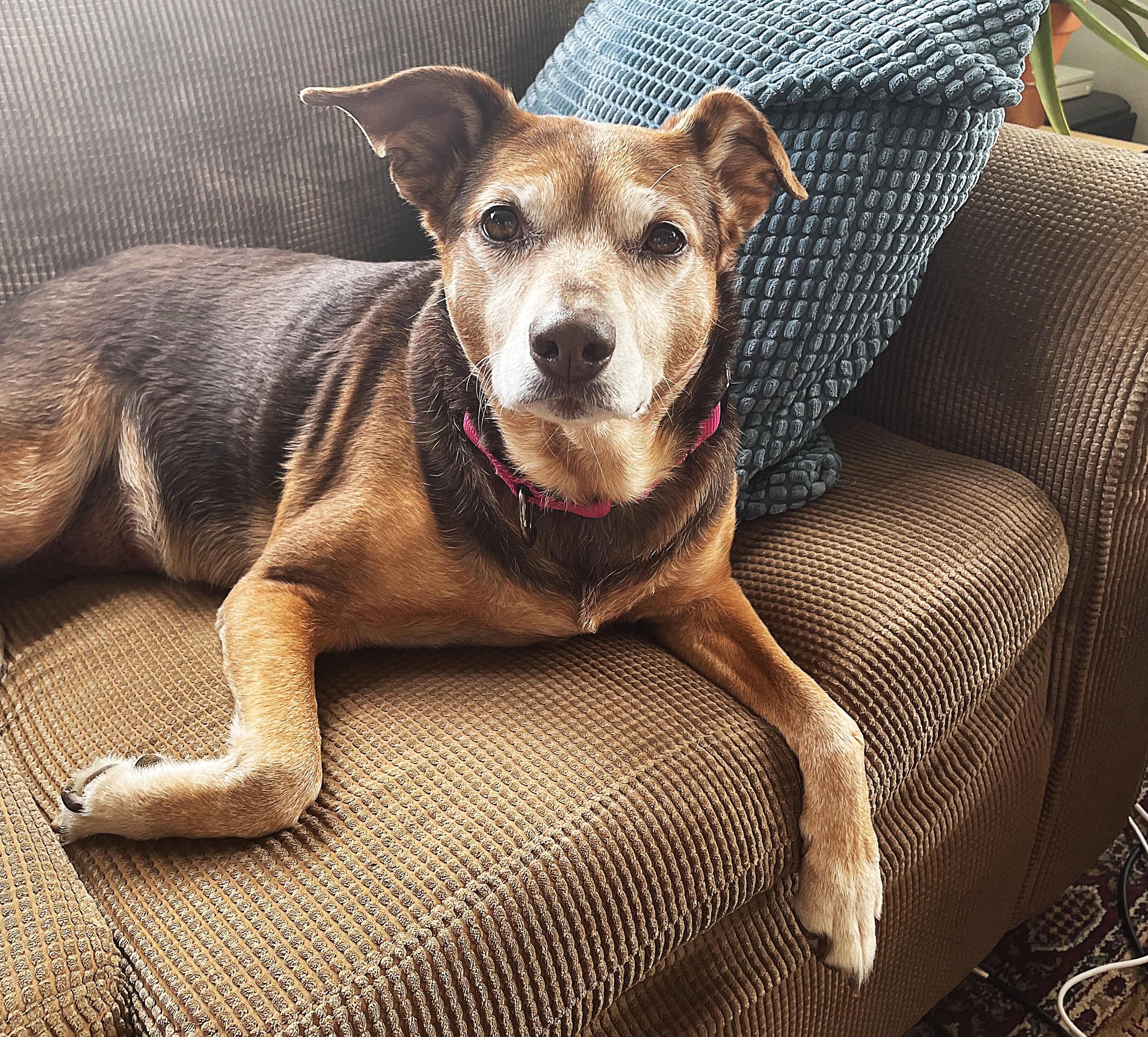 Gladys (40 lbs), a ADOPTABLE mixed breed in Mississauga, ON image 1/6