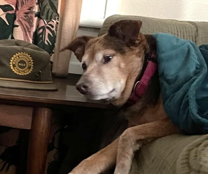 Gladys (40 lbs), a ADOPTABLE mixed breed in Mississauga, ON image 2/6