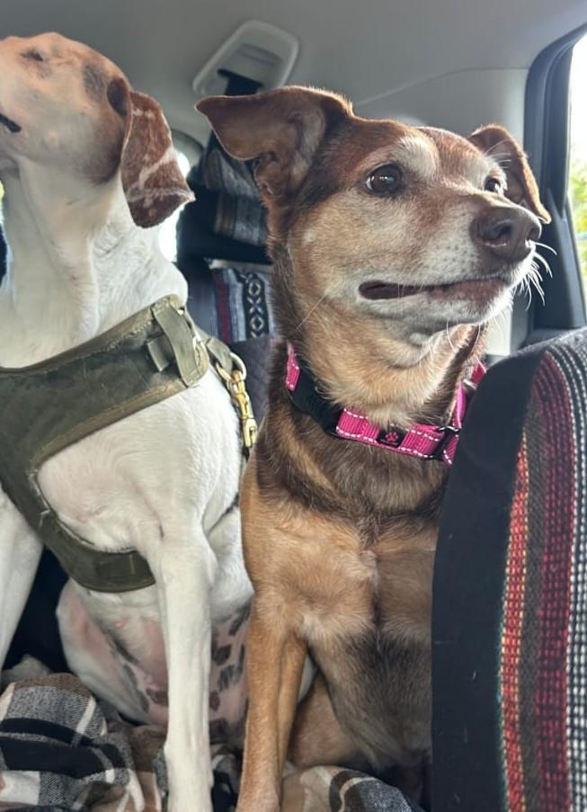 Gladys (40 lbs), a ADOPTABLE mixed breed in Mississauga, ON image 5/6