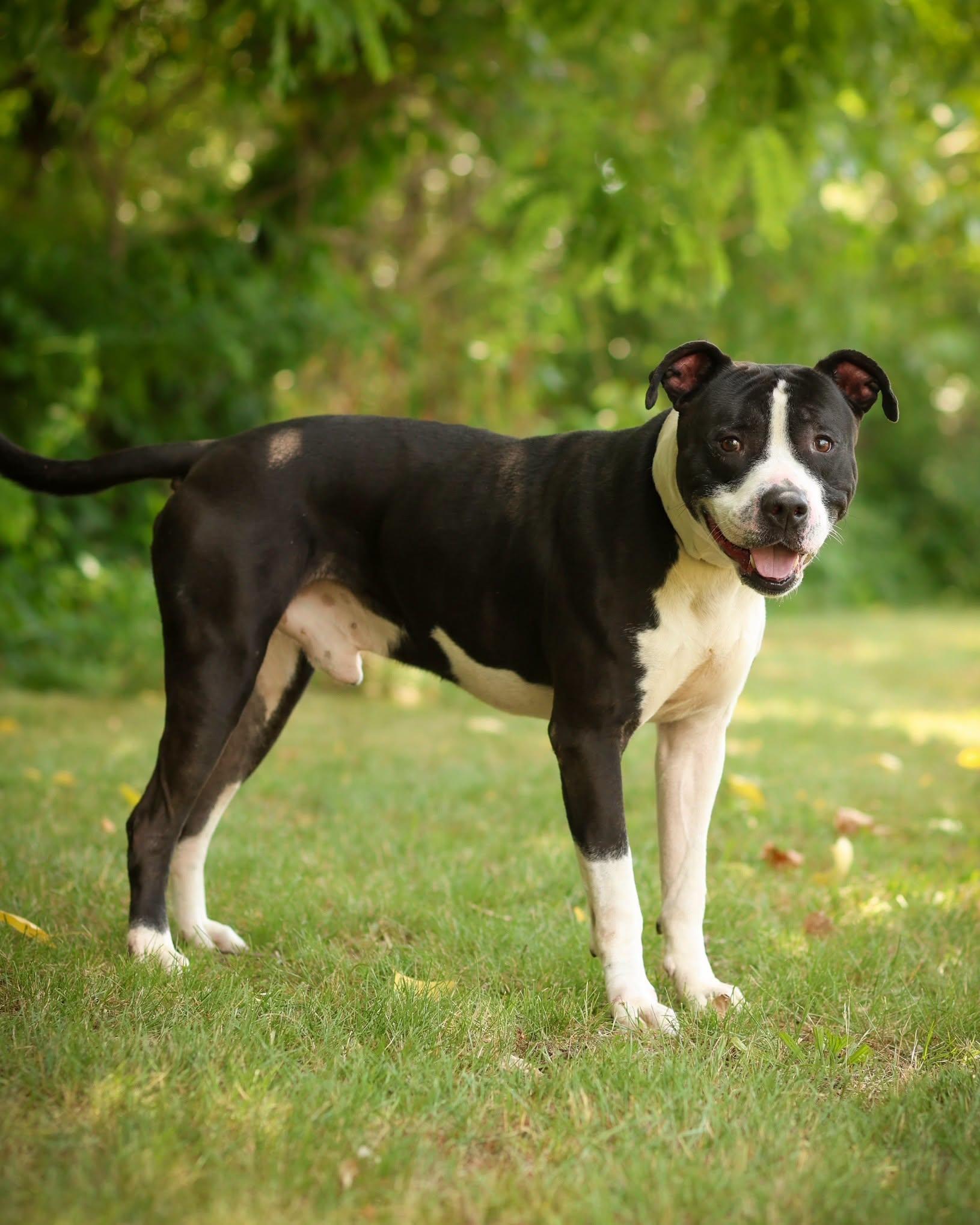 MICK WAGGER (0723), ADOPTABLE, Young Male Pit Bull Terrier.