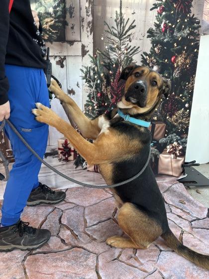 Baker, Adoptable, Adult Male German Shepherd Dog & Rhodesian Ridgeback.