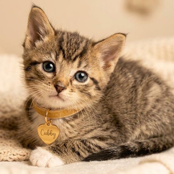 Cubby, Adoptable, Kitten Male Domestic Short Hair.