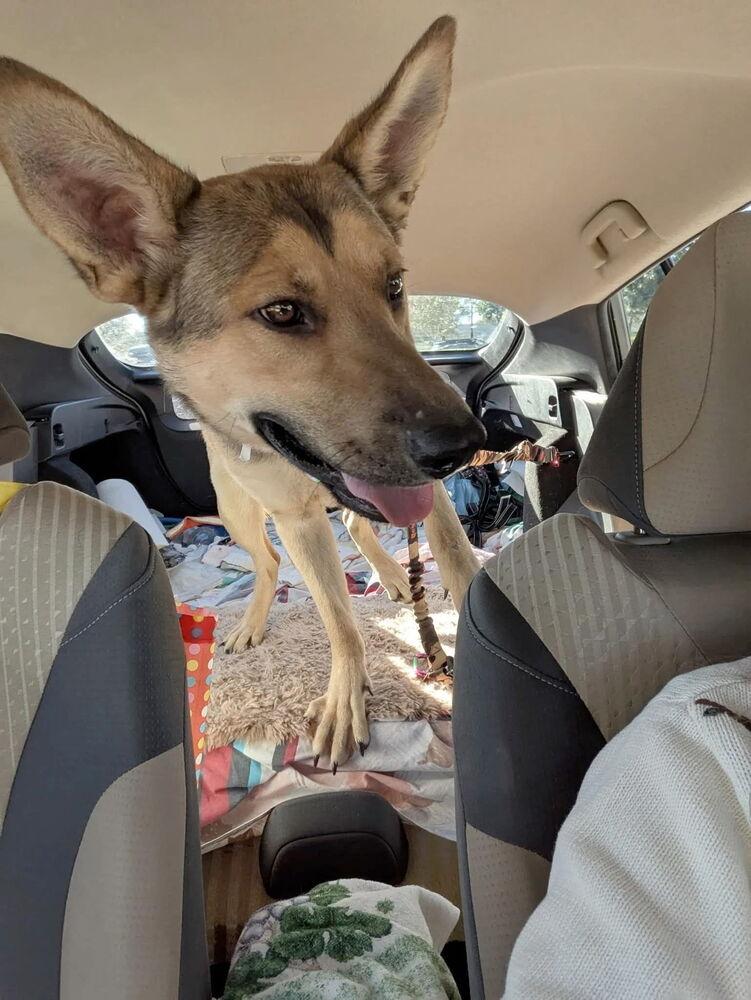 Mimi, Adoptable, Adult Female German Shepherd Dog.