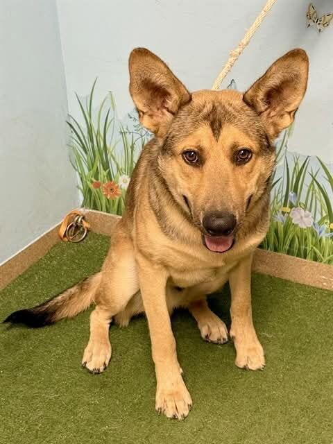 Enlarge Mimi, a Adoptable German Shepherd Dog in Wildomar, CA image 2/3