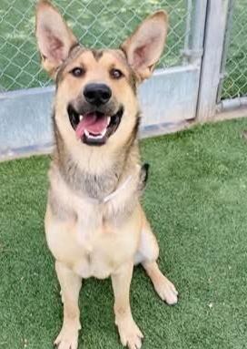 Enlarge Mimi, a Adoptable German Shepherd Dog in Wildomar, CA image 3/3