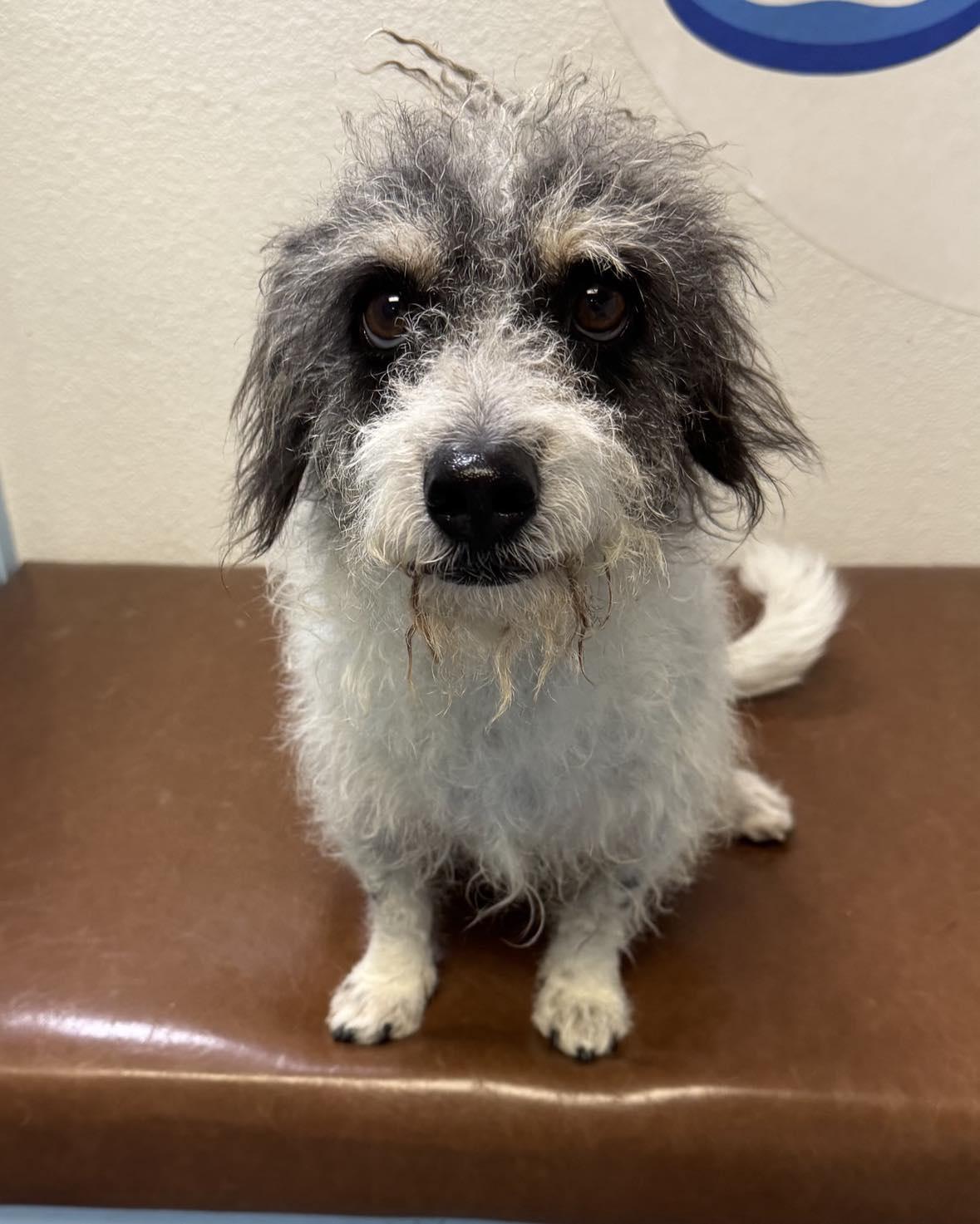 Enlarge Jerry, a Adoptable mixed breed in Las Vegas, NV image 5/5