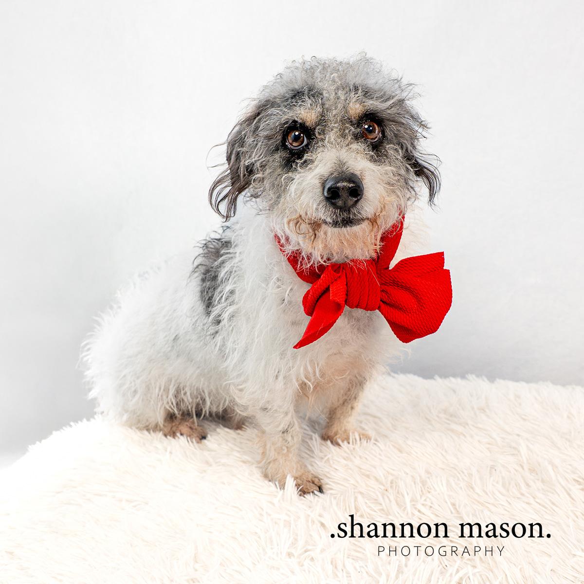 Enlarge Jerry, a Adoptable mixed breed in Las Vegas, NV image 2/5