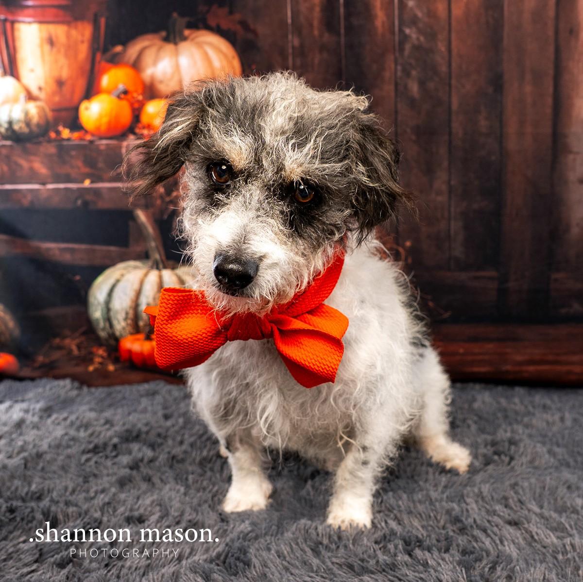 Enlarge Jerry, a Adoptable mixed breed in Las Vegas, NV image 3/5