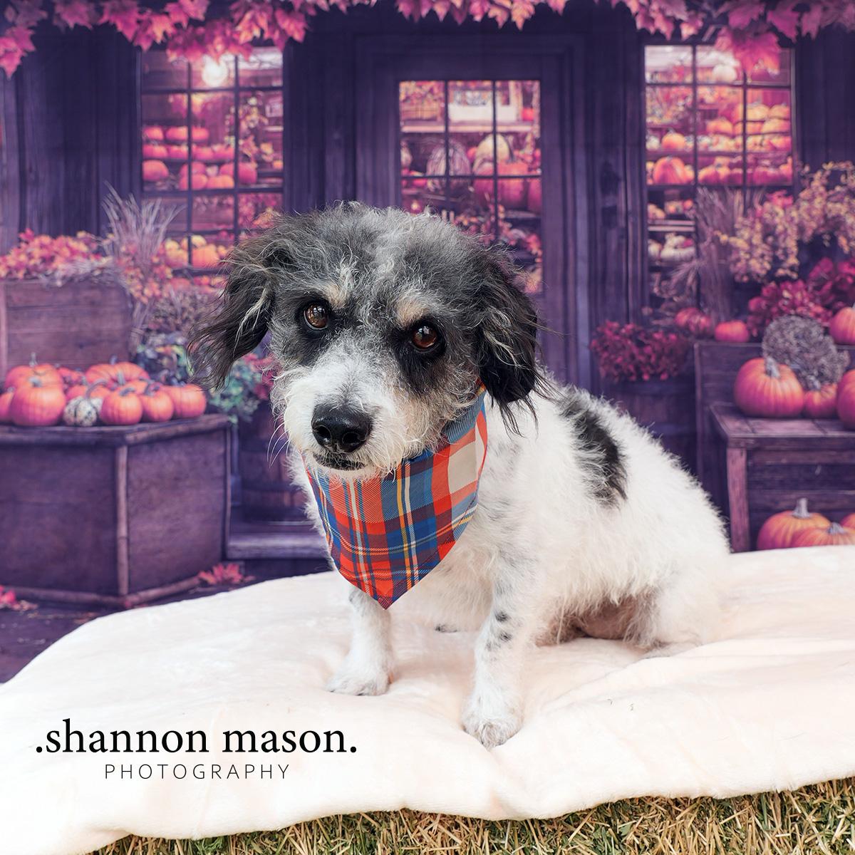 Enlarge Jerry, a Adoptable mixed breed in Las Vegas, NV image 4/5