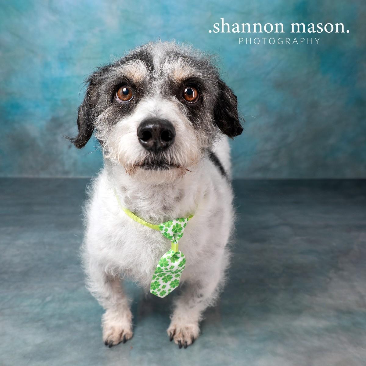 Enlarge Jerry, a Adoptable mixed breed in Las Vegas, NV image 1/5