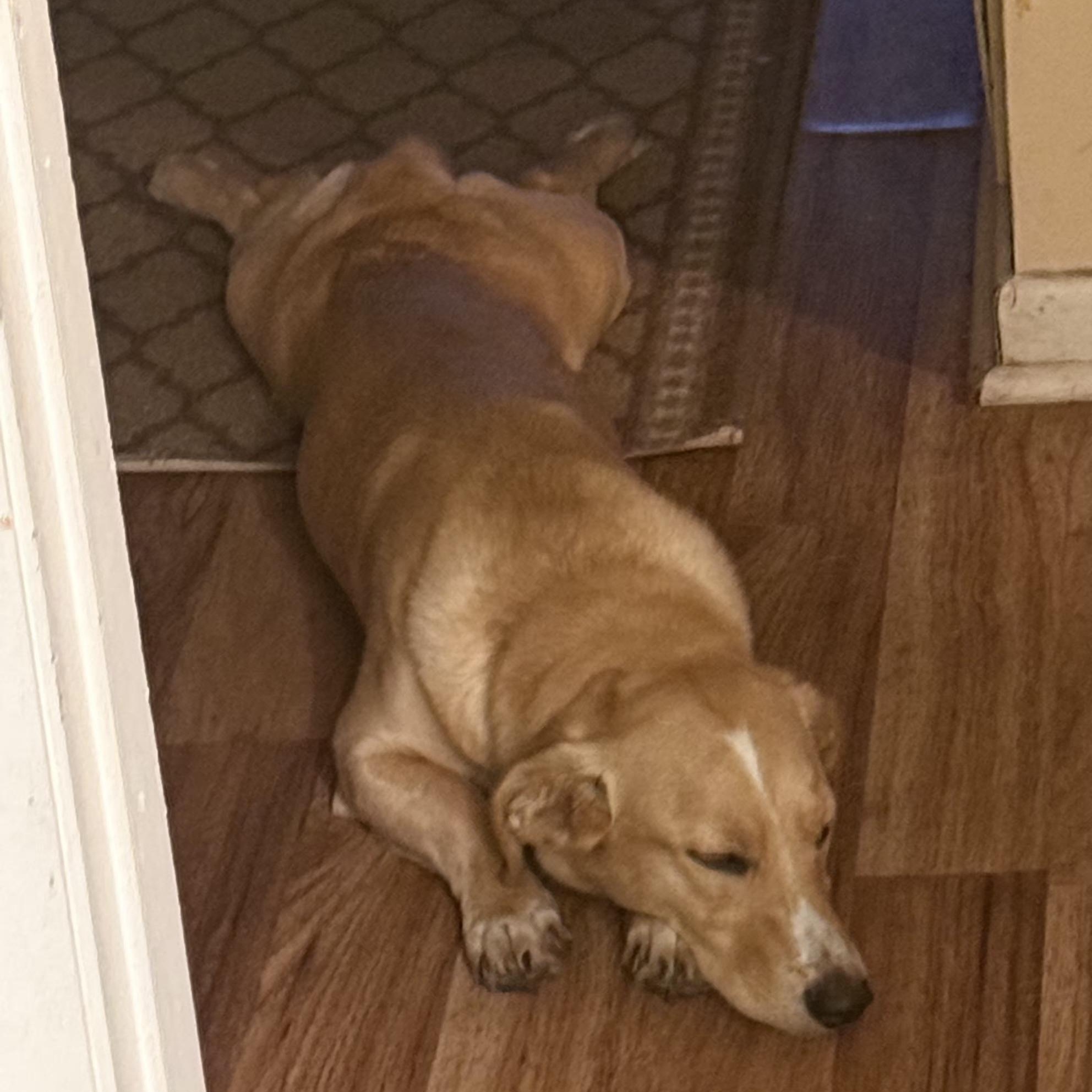 Enlarge Daisy Mae, a Adoptable mixed breed in Mobile , AL image 3/6