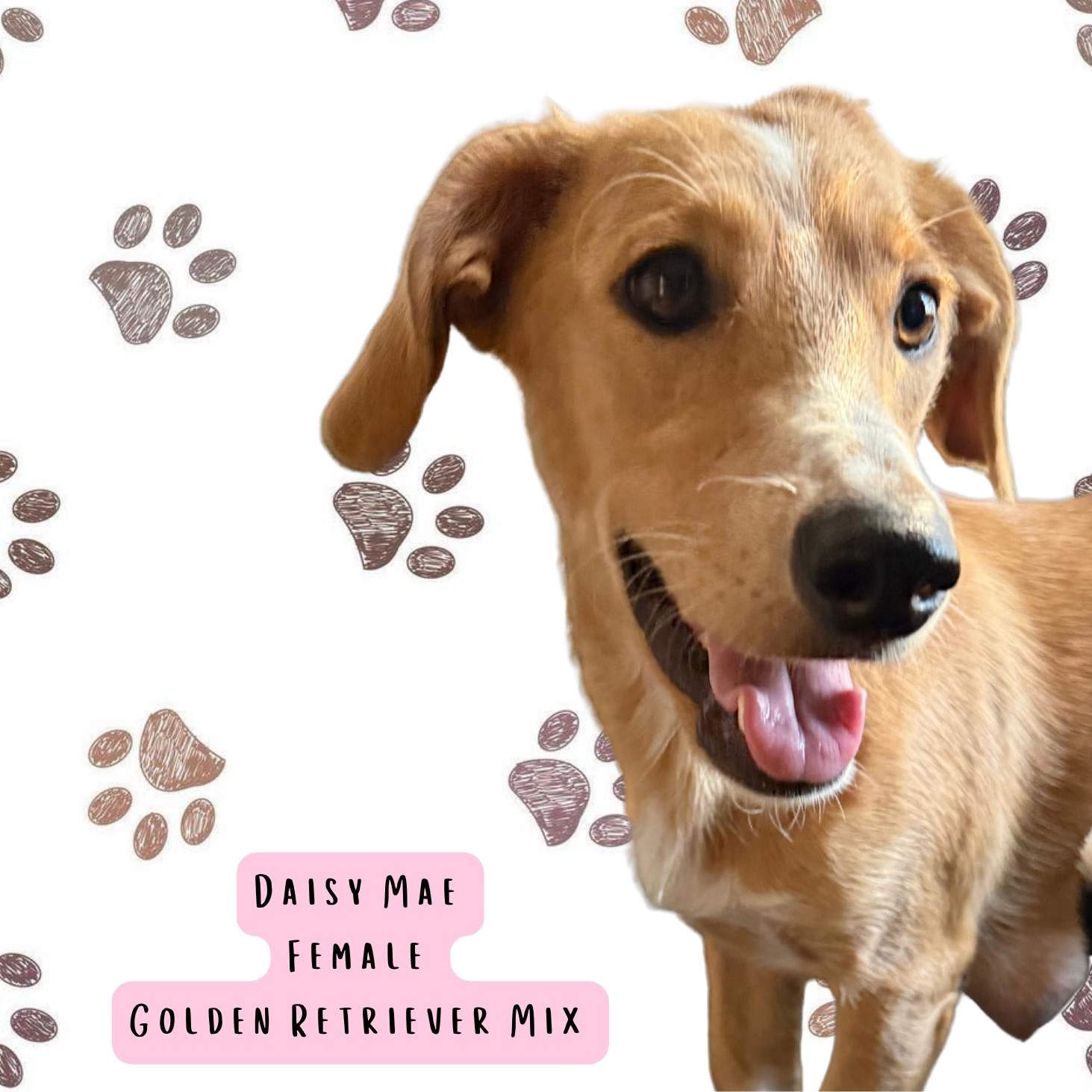 Daisy Mae, Adoptable, Young Female Golden Retriever & Dachshund.