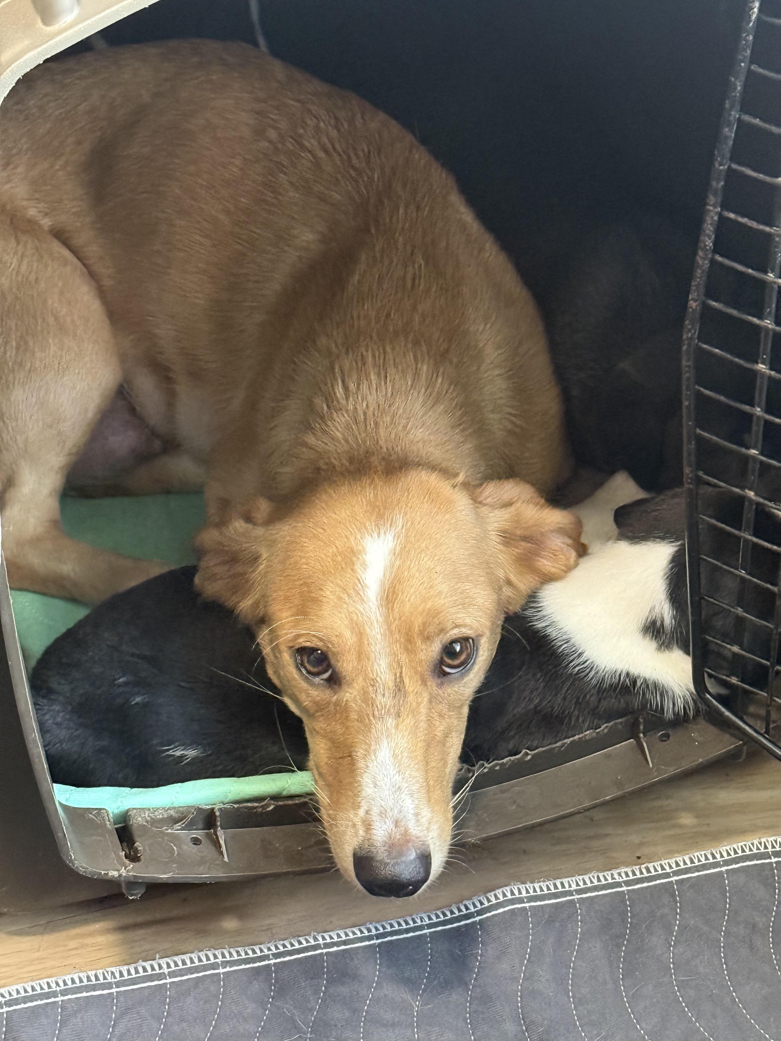 Enlarge Daisy Mae, a Adoptable mixed breed in Mobile , AL image 6/6