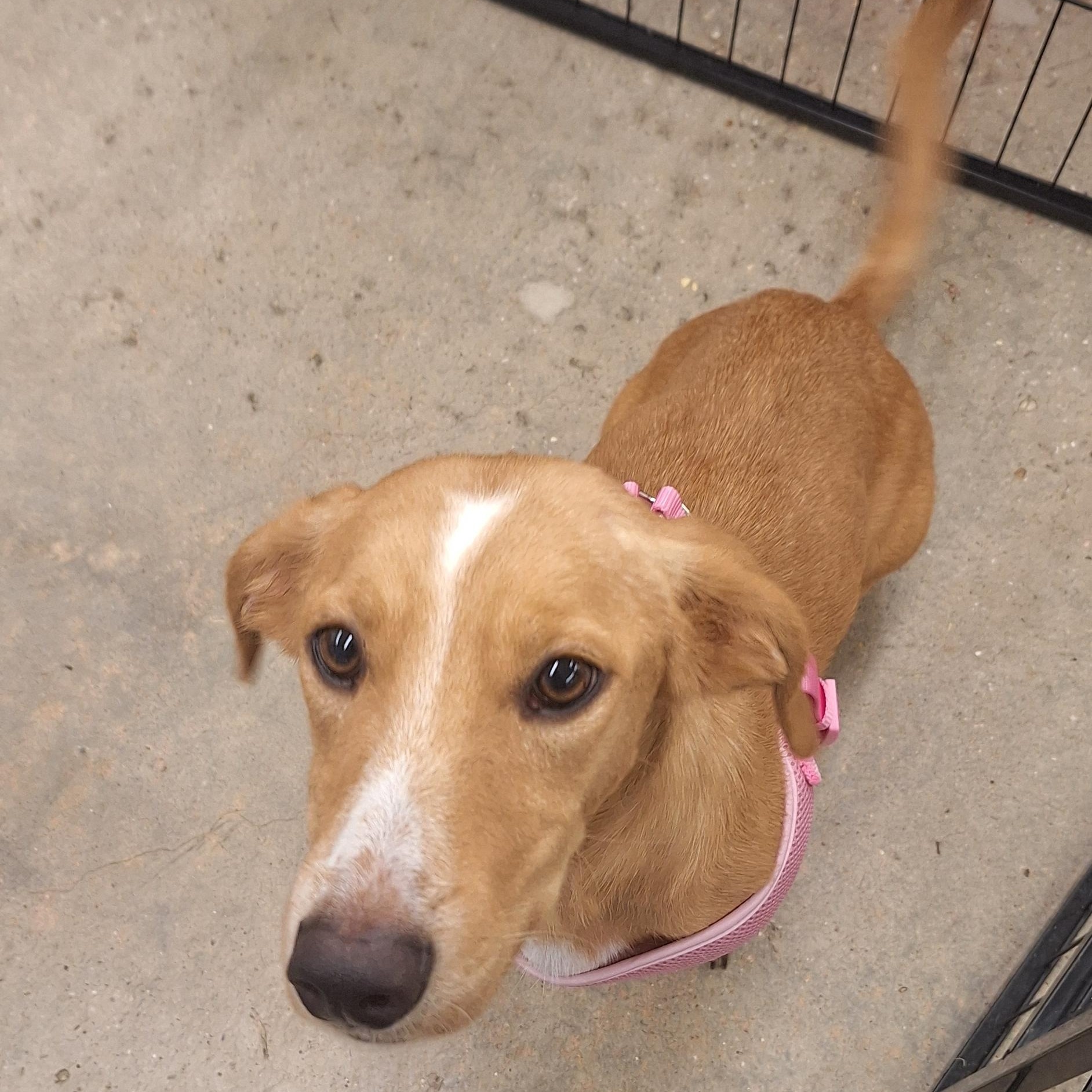 Enlarge Daisy Mae, a Adoptable mixed breed in Mobile , AL image 5/6