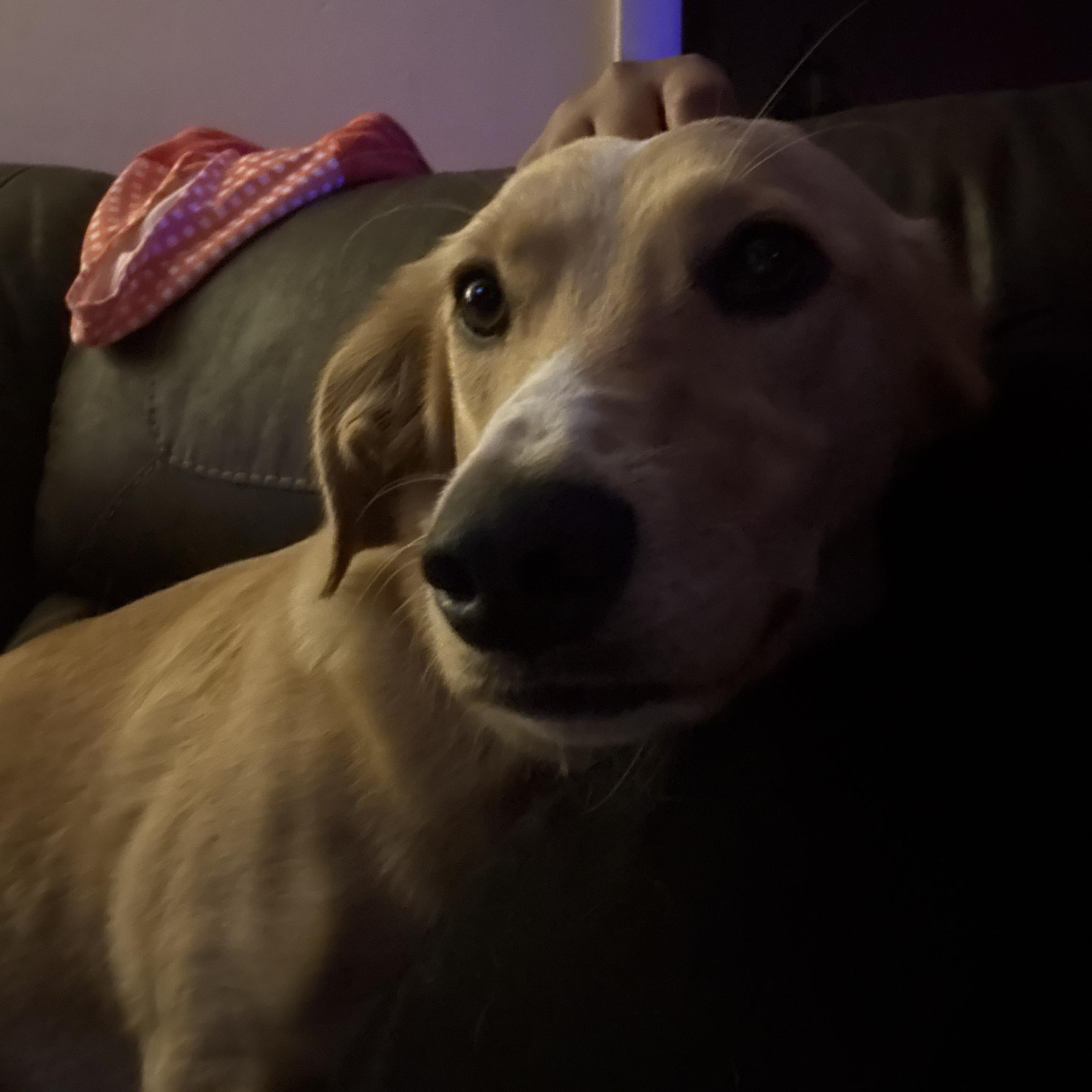 Enlarge Daisy Mae, a Adoptable mixed breed in Mobile , AL image 2/6