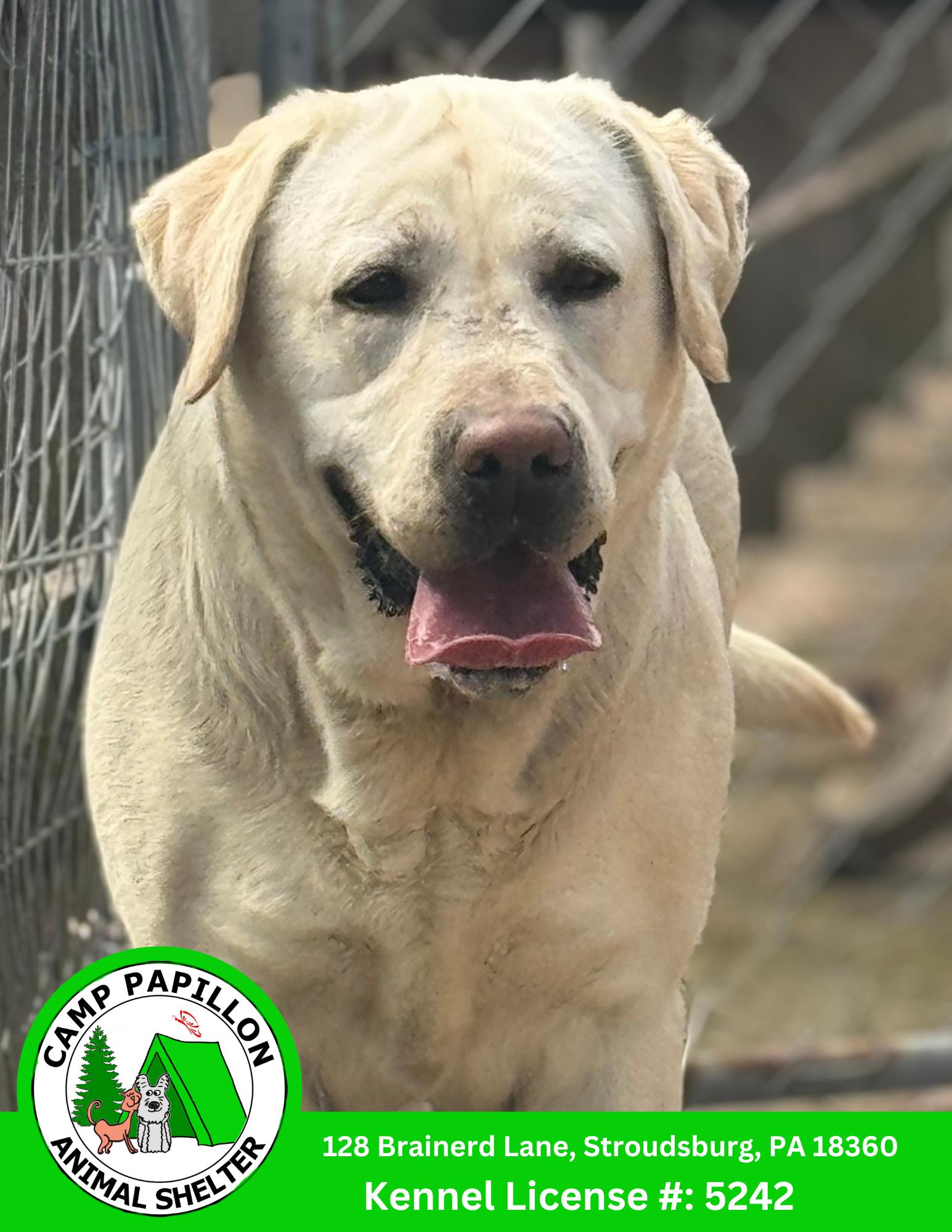 Daisy, Adoptable, Adult Female Labrador Retriever.