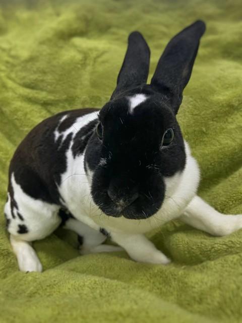 Enlarge BASIL, a Adoptable Mini Rex in Boston, MA image 1/1