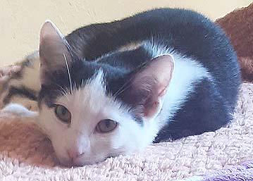 Enlarge Fern, a Adoptable Domestic Short Hair in Tiburon, CA image 1/4