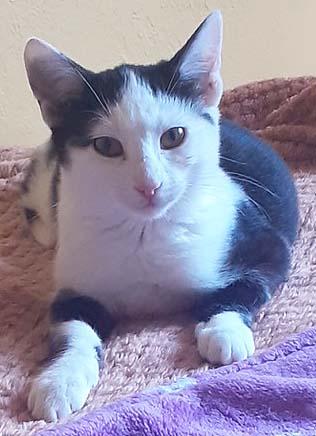 Enlarge Fern, a Adoptable Domestic Short Hair in Tiburon, CA image 2/4