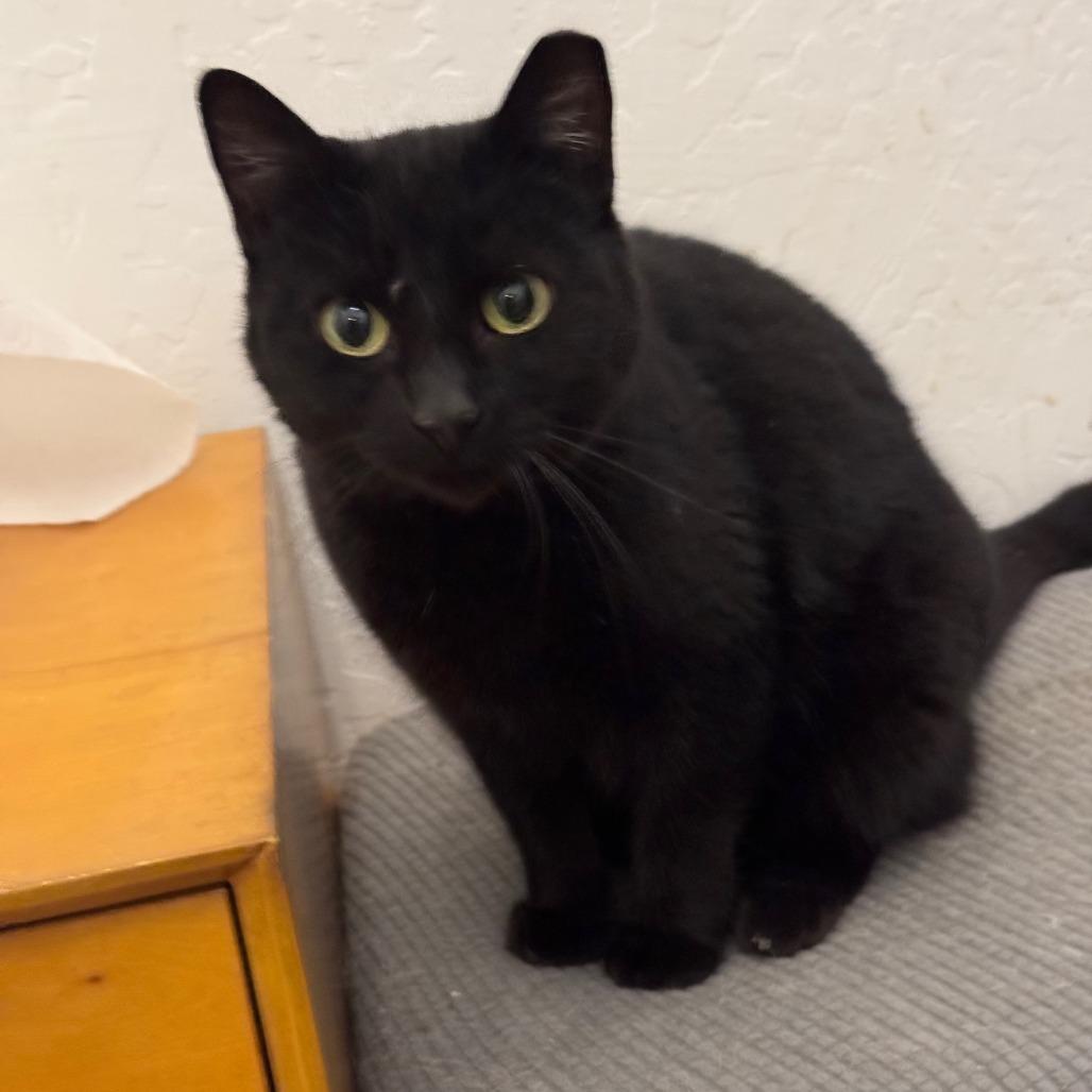 Rain, Adoptable, Adult Female Domestic Short Hair.