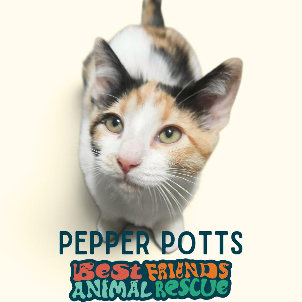 Pepper Potts, Adoptable, Kitten Female Domestic Short Hair.