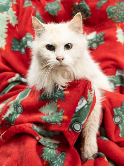 Wasabi, ADOPTABLE, Adult Male Domestic Long Hair.