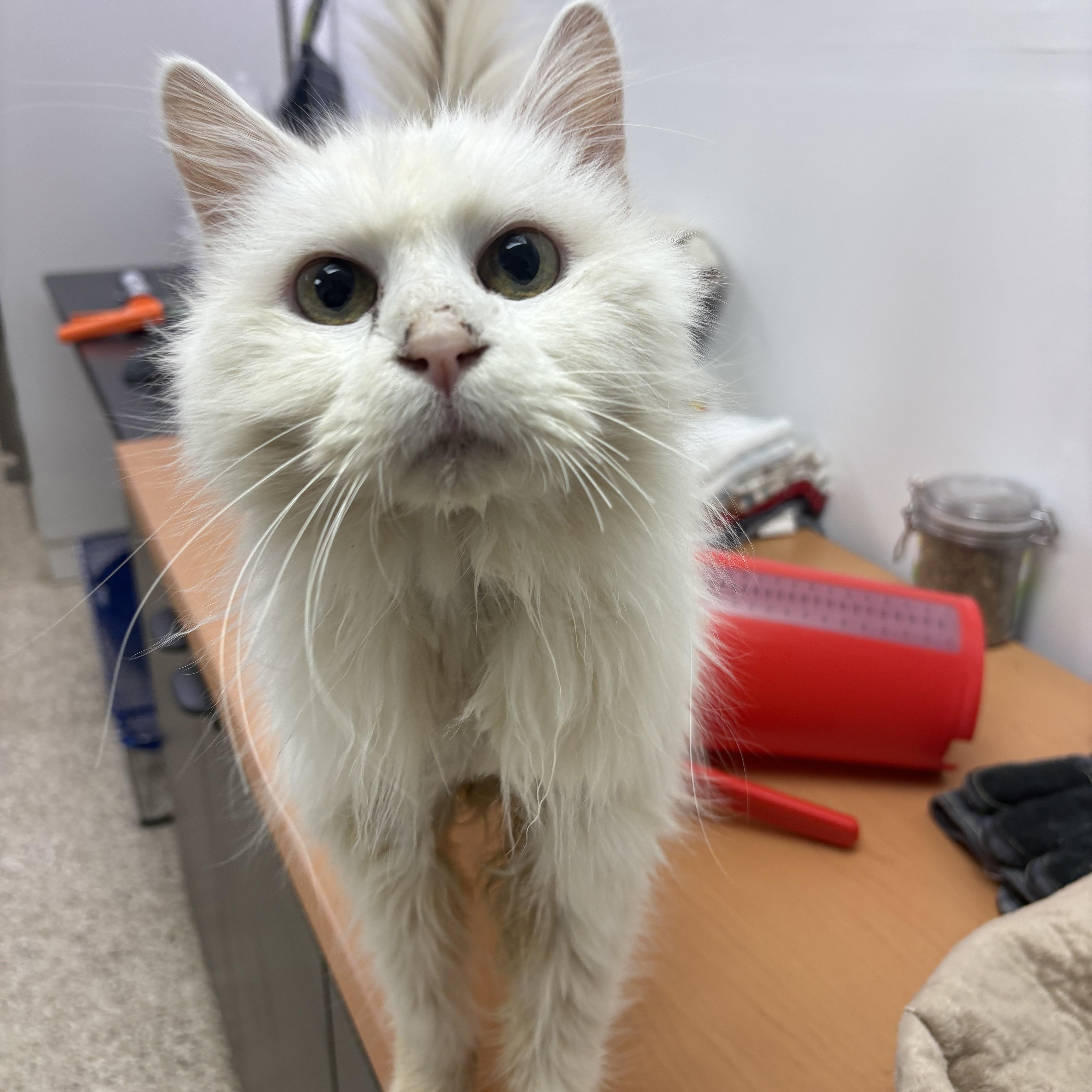 Wasabi, ADOPTABLE, Adult Male Domestic Long Hair.