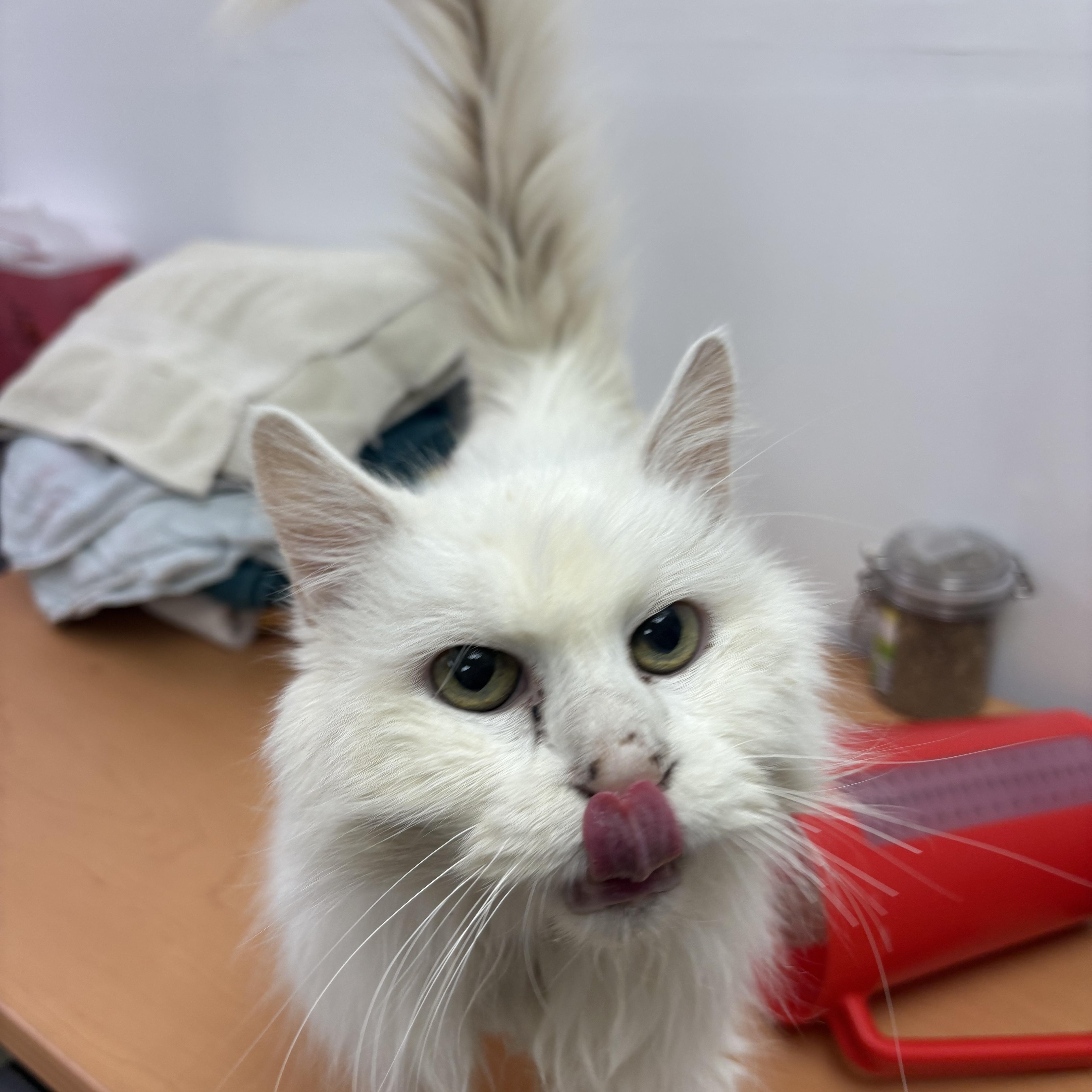 Enlarge Wasabi, a ADOPTABLE Domestic Long Hair in Blue Springs, MO image 2/3