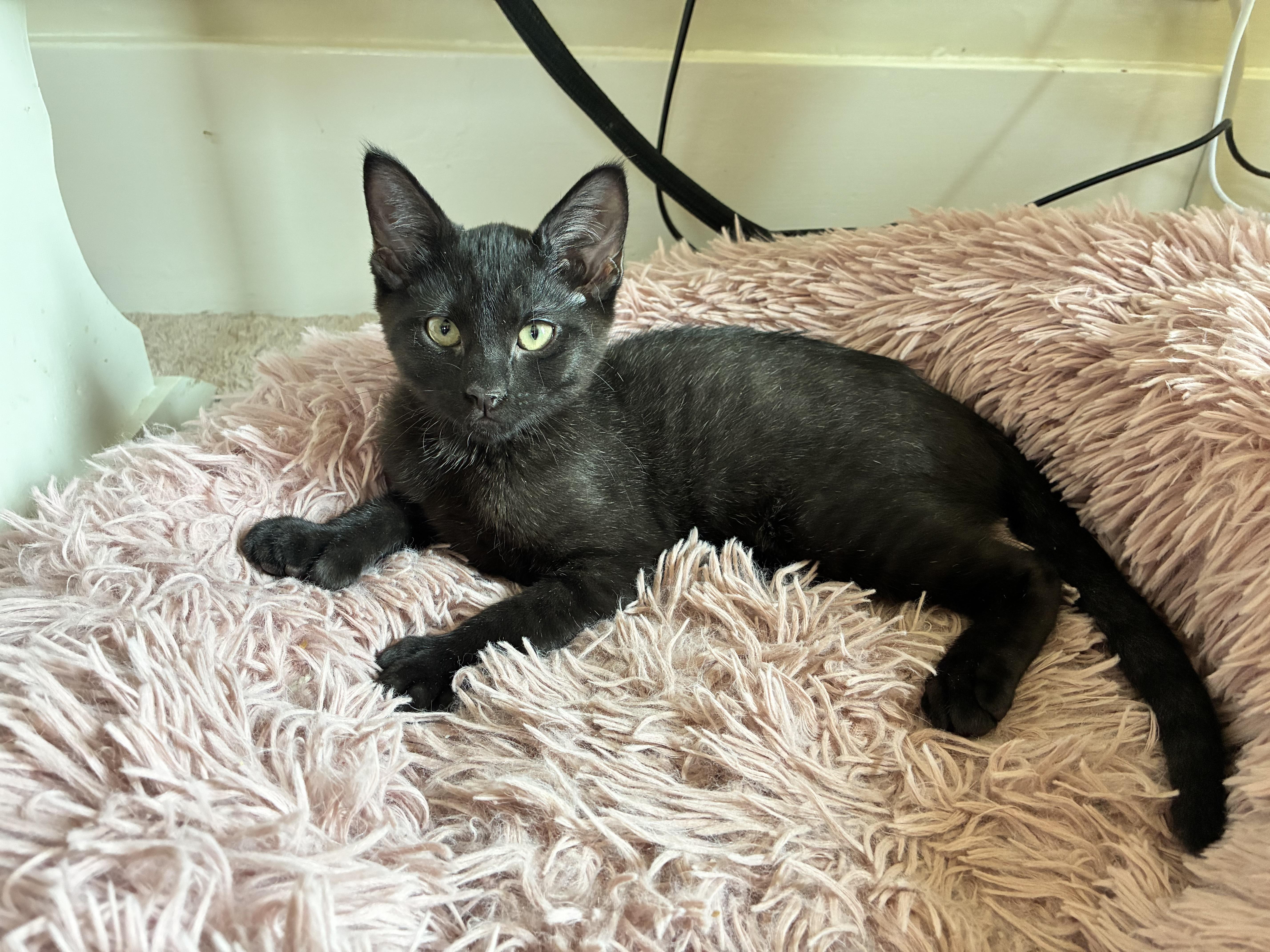 Rudy, Adopted, Kitten Male Extra-Toes Cat / Hemingway Polydactyl.